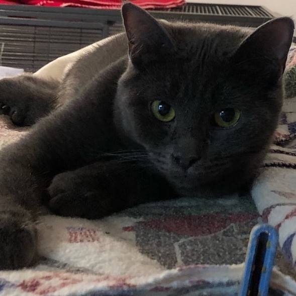 Snap Barn Cats, a Adoptable mixed breed in DeWitt, NY image 5/5