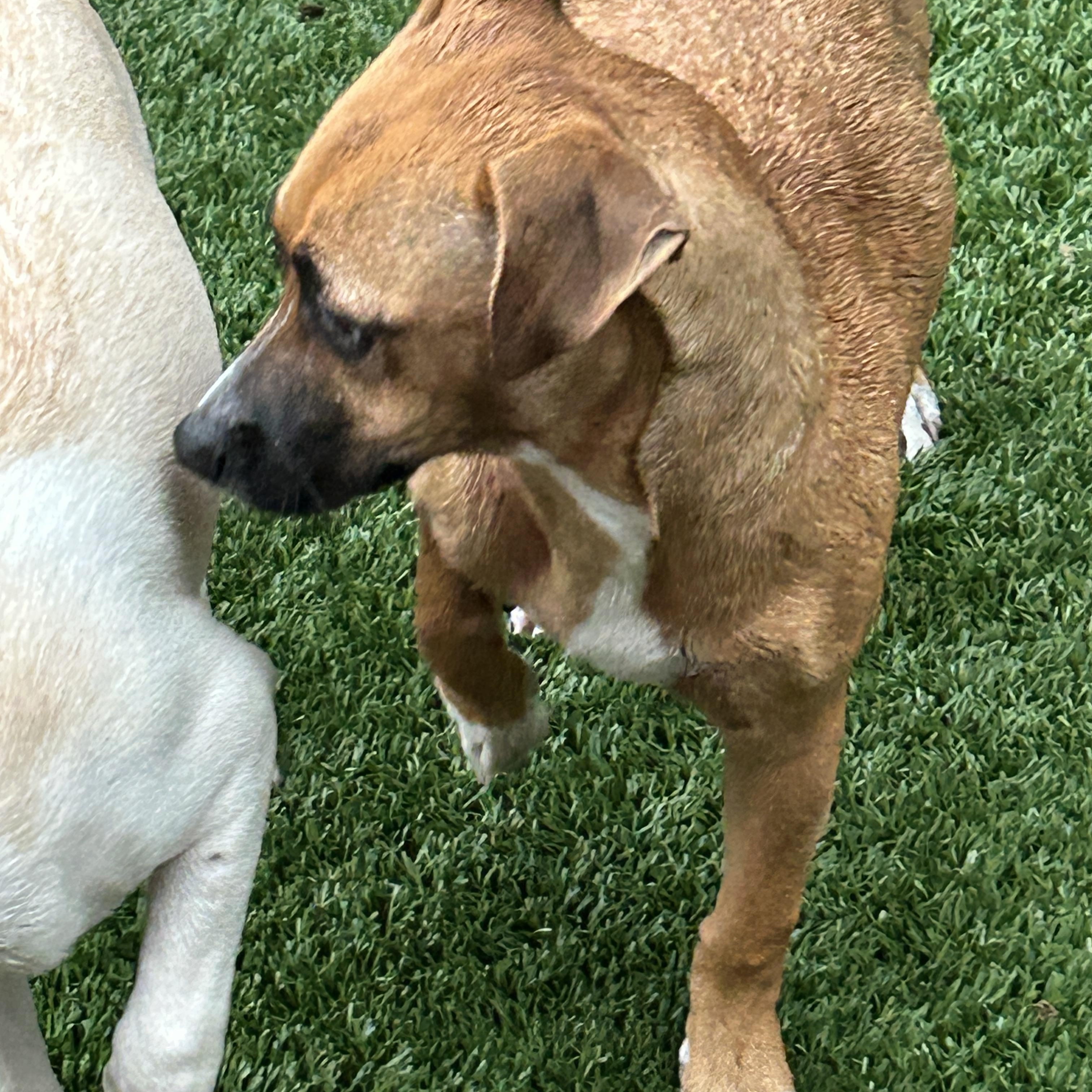 Maya, ADOPTABLE, Young Female Chiweenie.