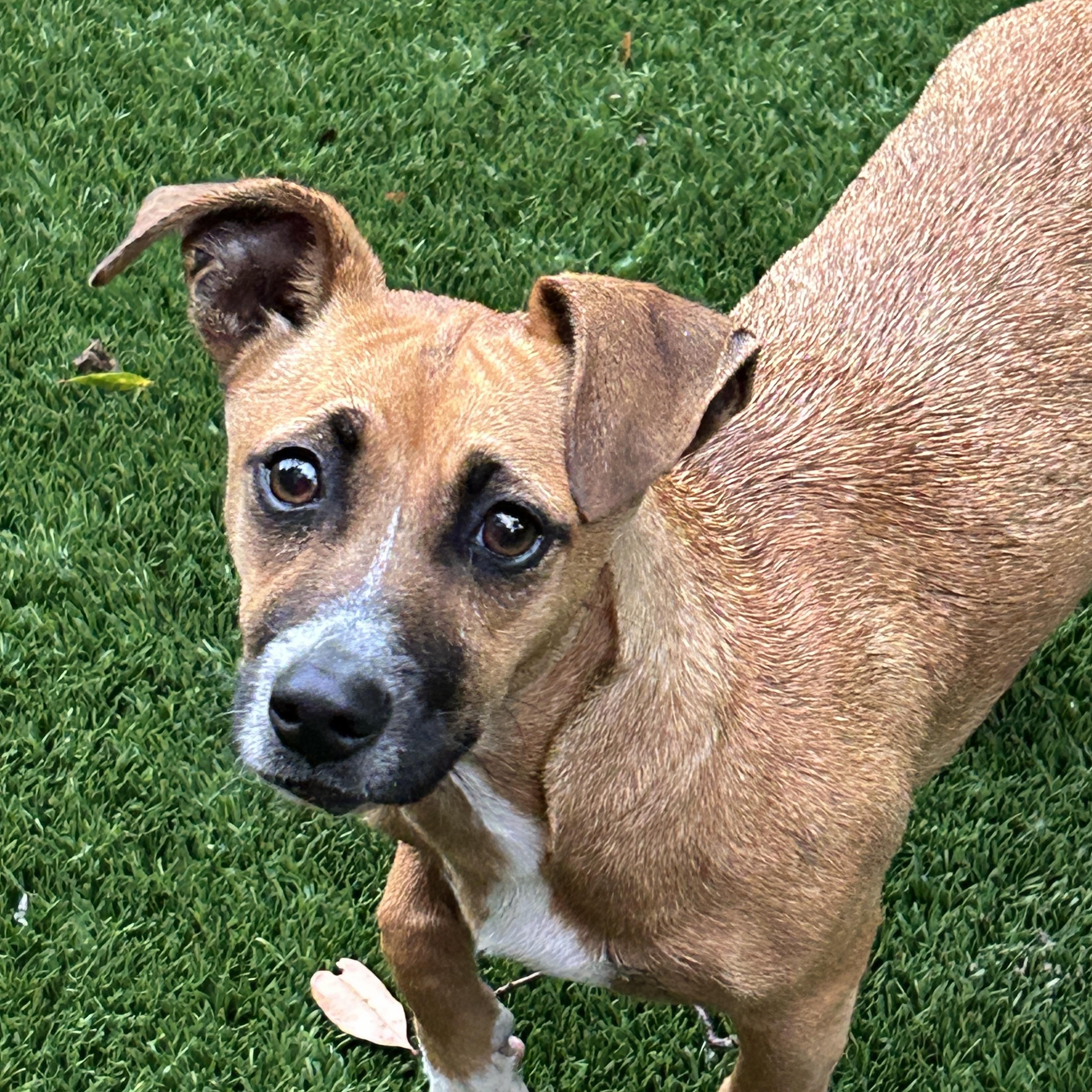 Enlarge Maya, a ADOPTABLE Chiweenie in Sarasota, FL image 5/5
