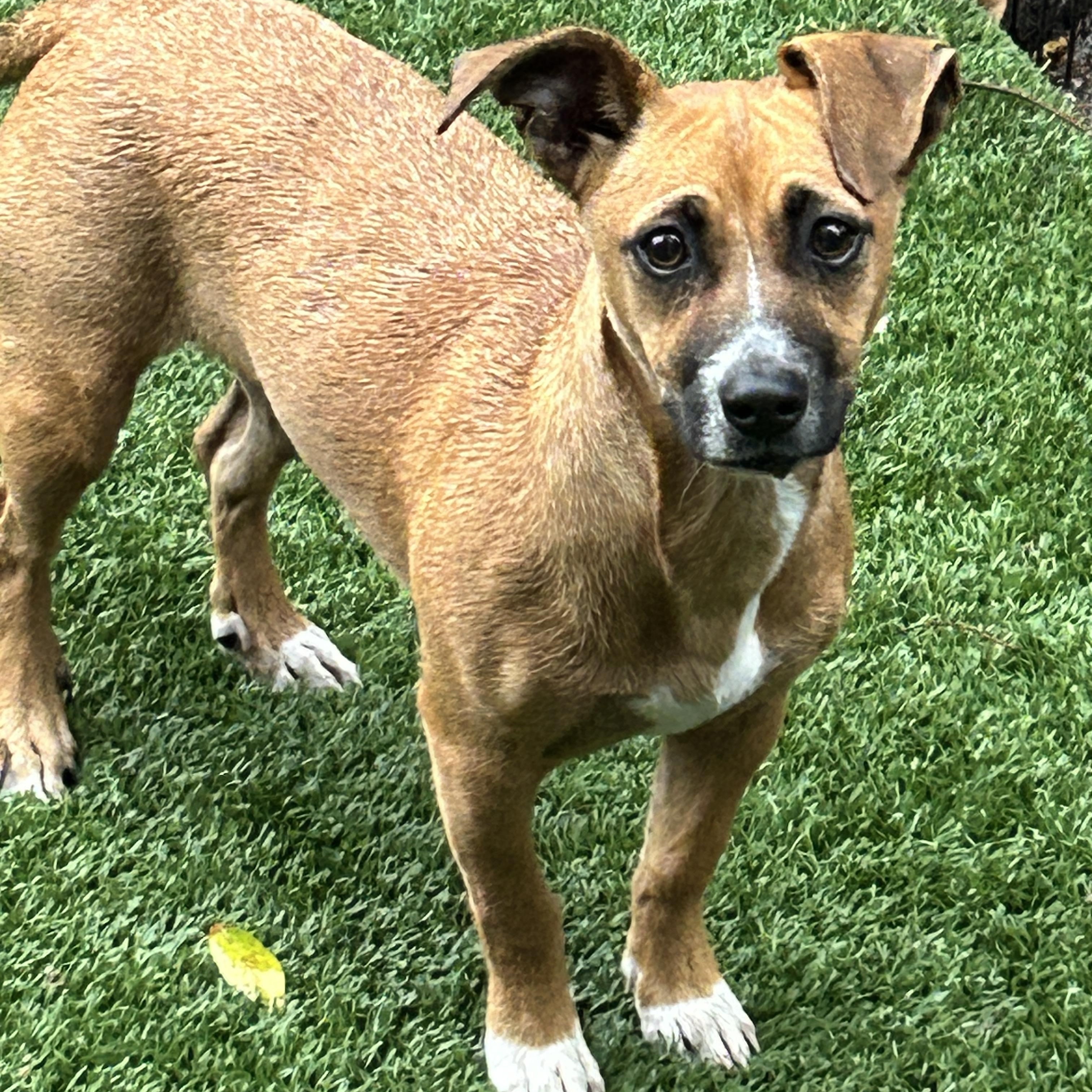 Enlarge Maya, a ADOPTABLE Chiweenie in Sarasota, FL image 3/5