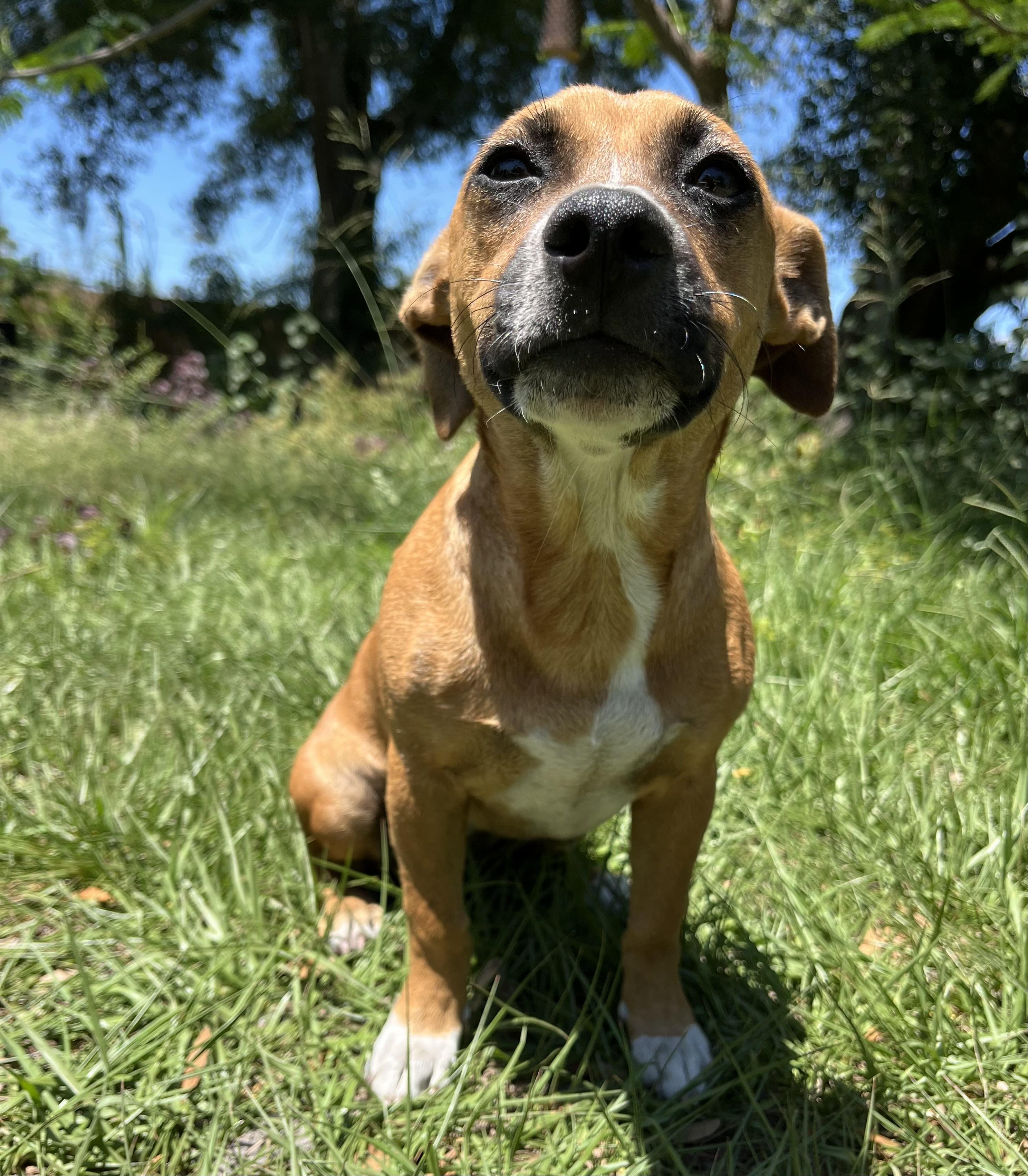 Enlarge Maya, a ADOPTABLE Chiweenie in Sarasota, FL image 2/5