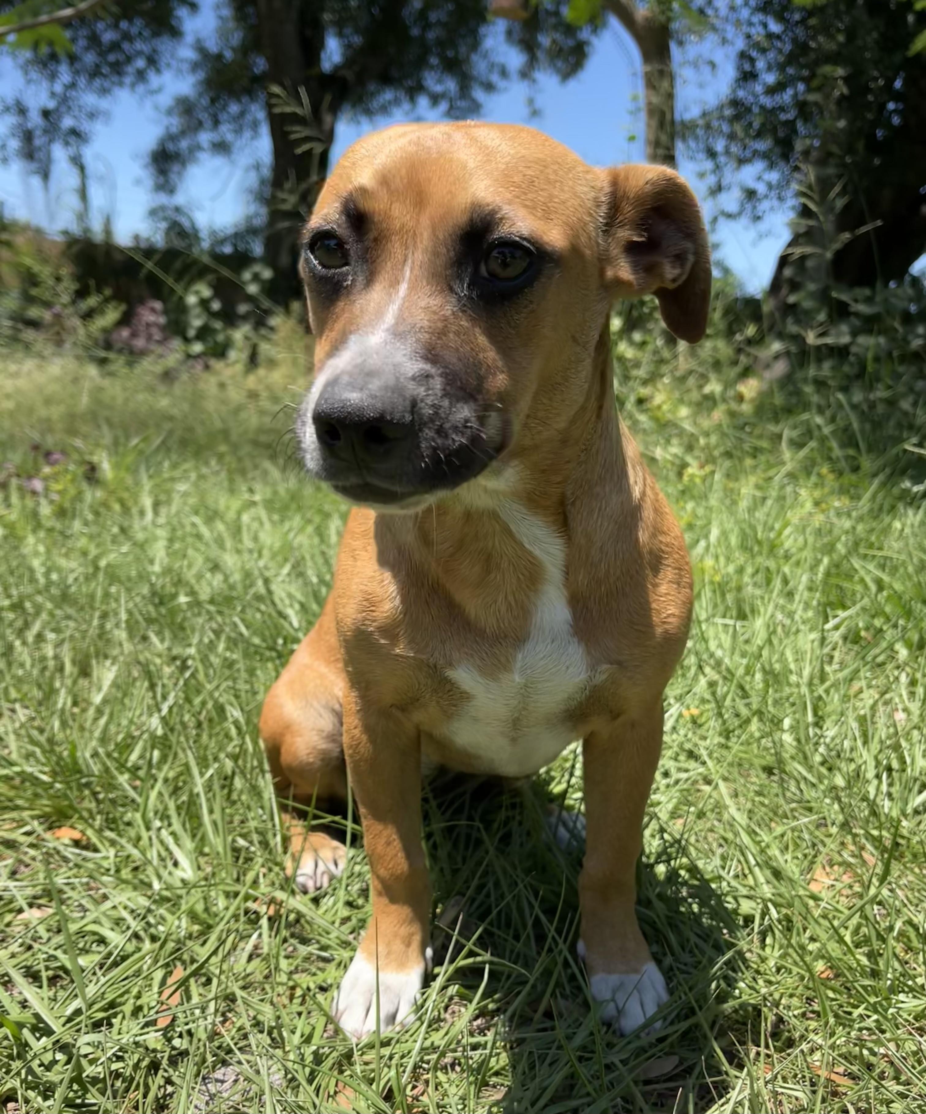 Enlarge Maya, a ADOPTABLE Chiweenie in Sarasota, FL image 4/5
