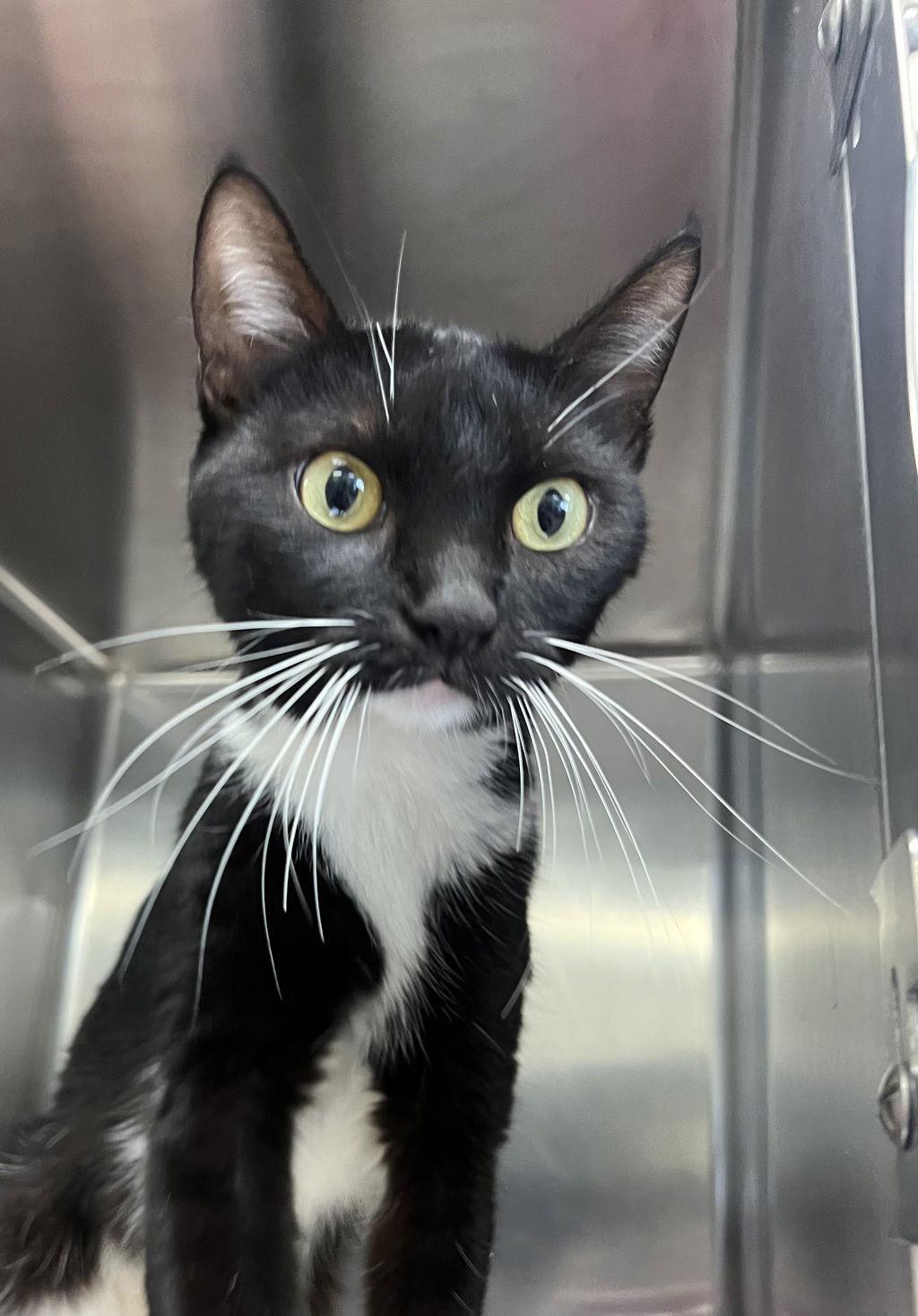 Enlarge Skitty 51465, a Adoptable Domestic Short Hair in Petaluma, CA image 1/1