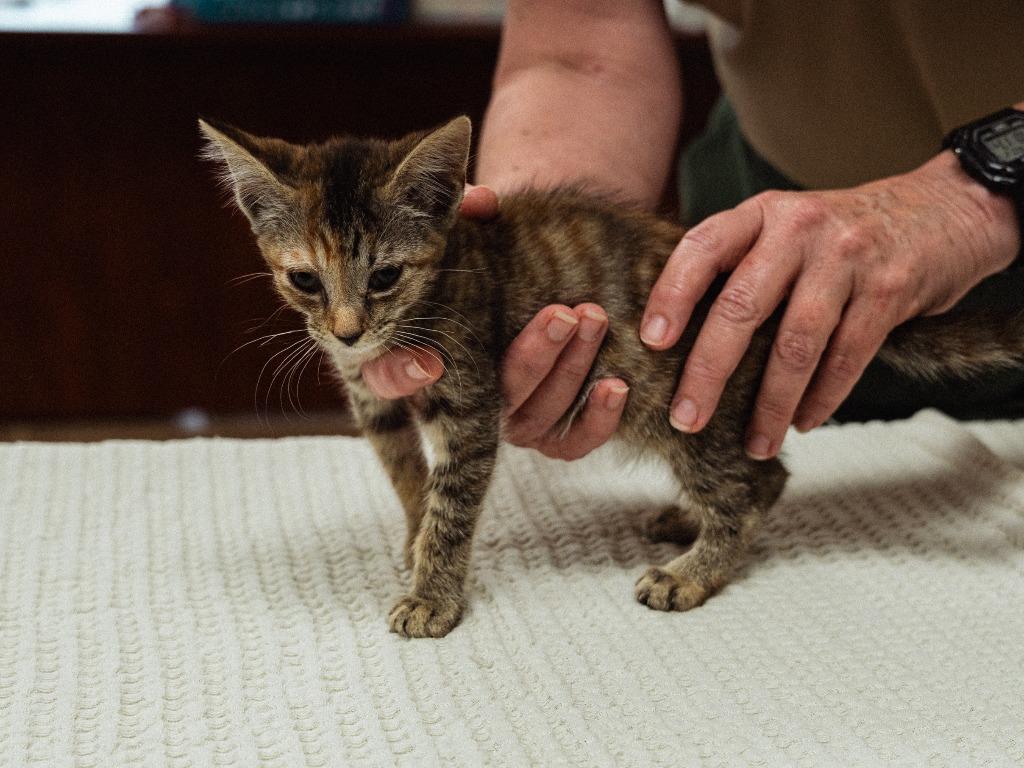 Lugia, a Adoptable mixed breed in Mocksville, NC image 1/5