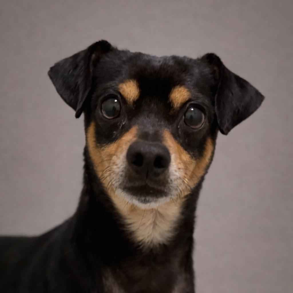 Enlarge Mino - tiny friendly boy, a Adoptable Chihuahua in San Antonio, TX image 3/5