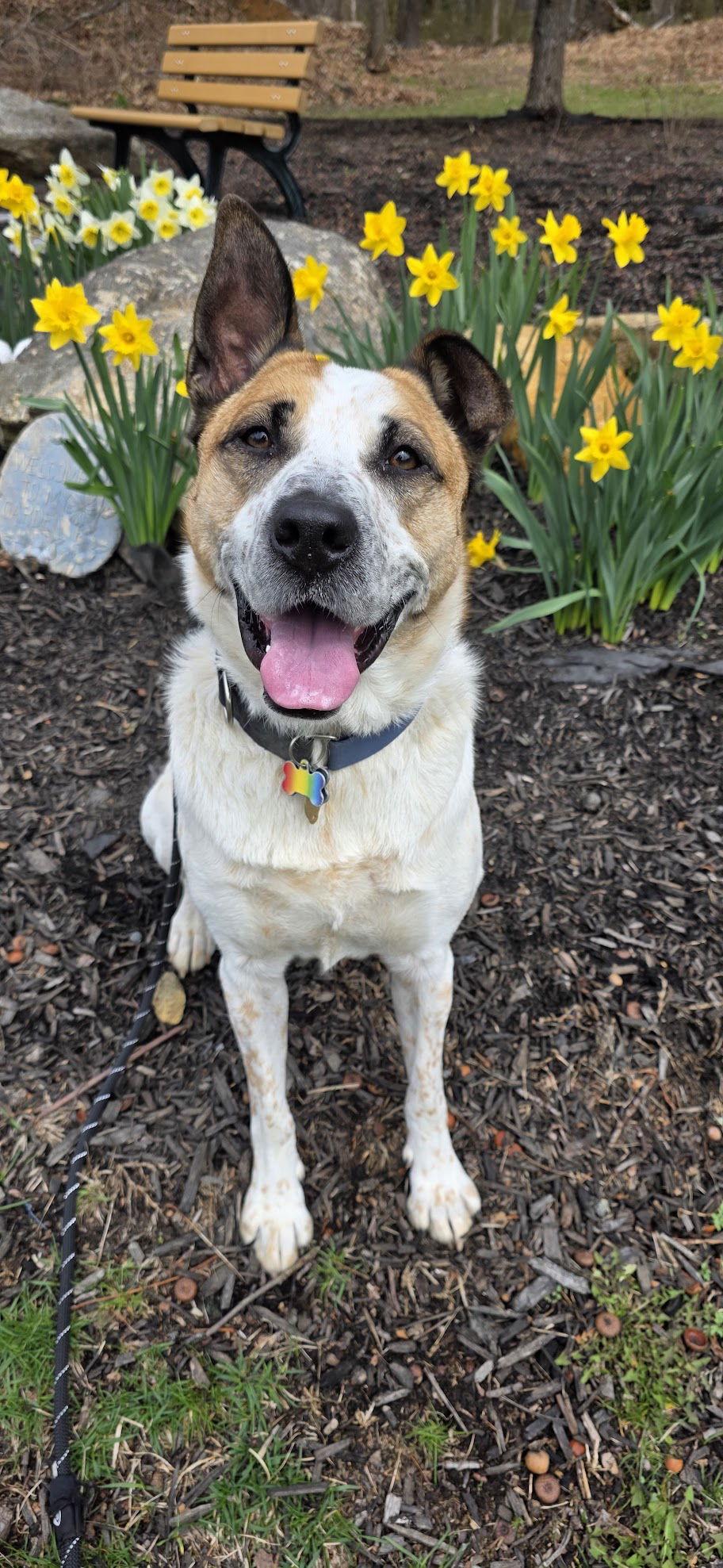 Cedar Nj thumbnail 2