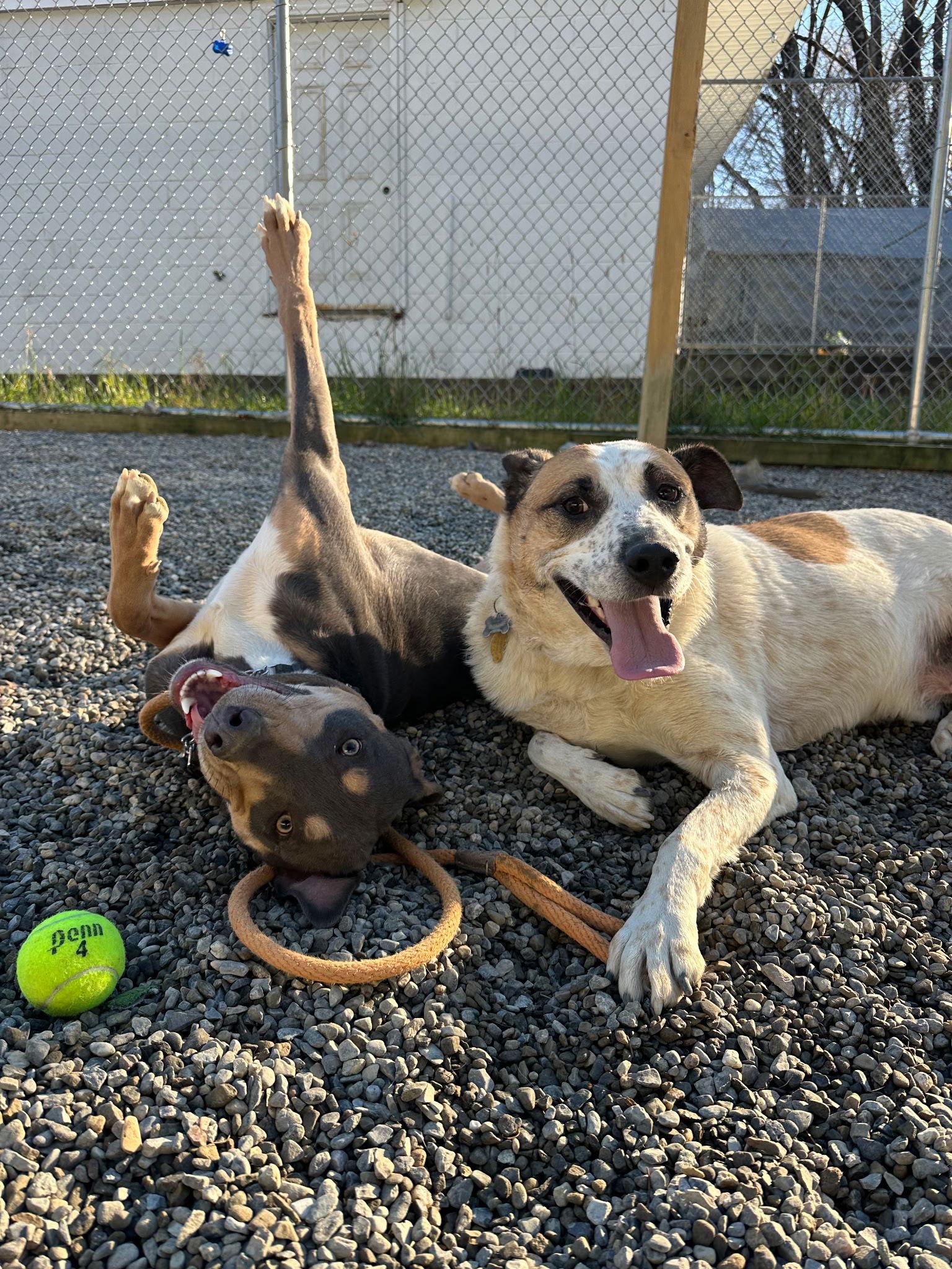 Cedar Nj thumbnail 3