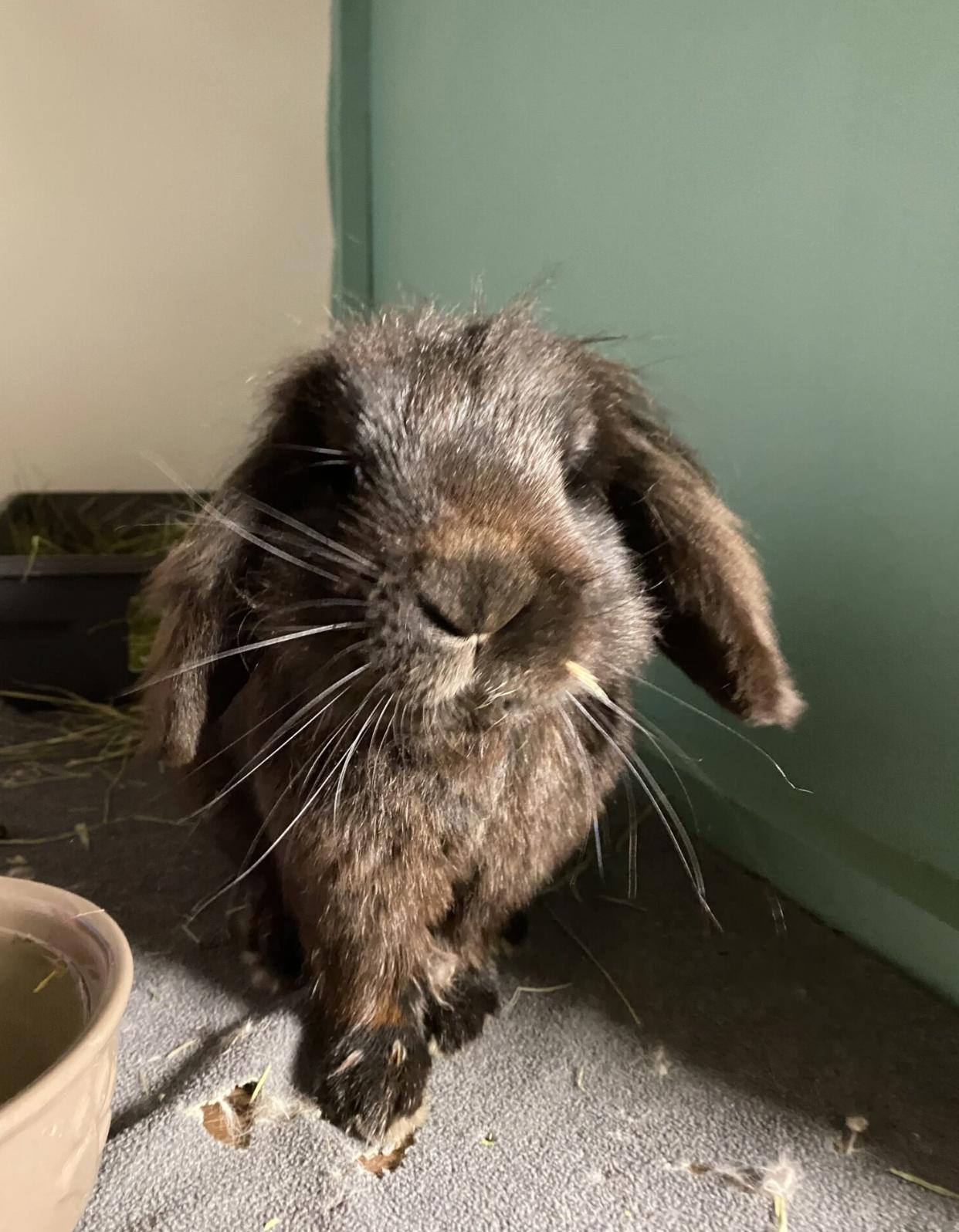 Enlarge Felix, a Adoptable mixed breed in Redmond, OR image 1/2