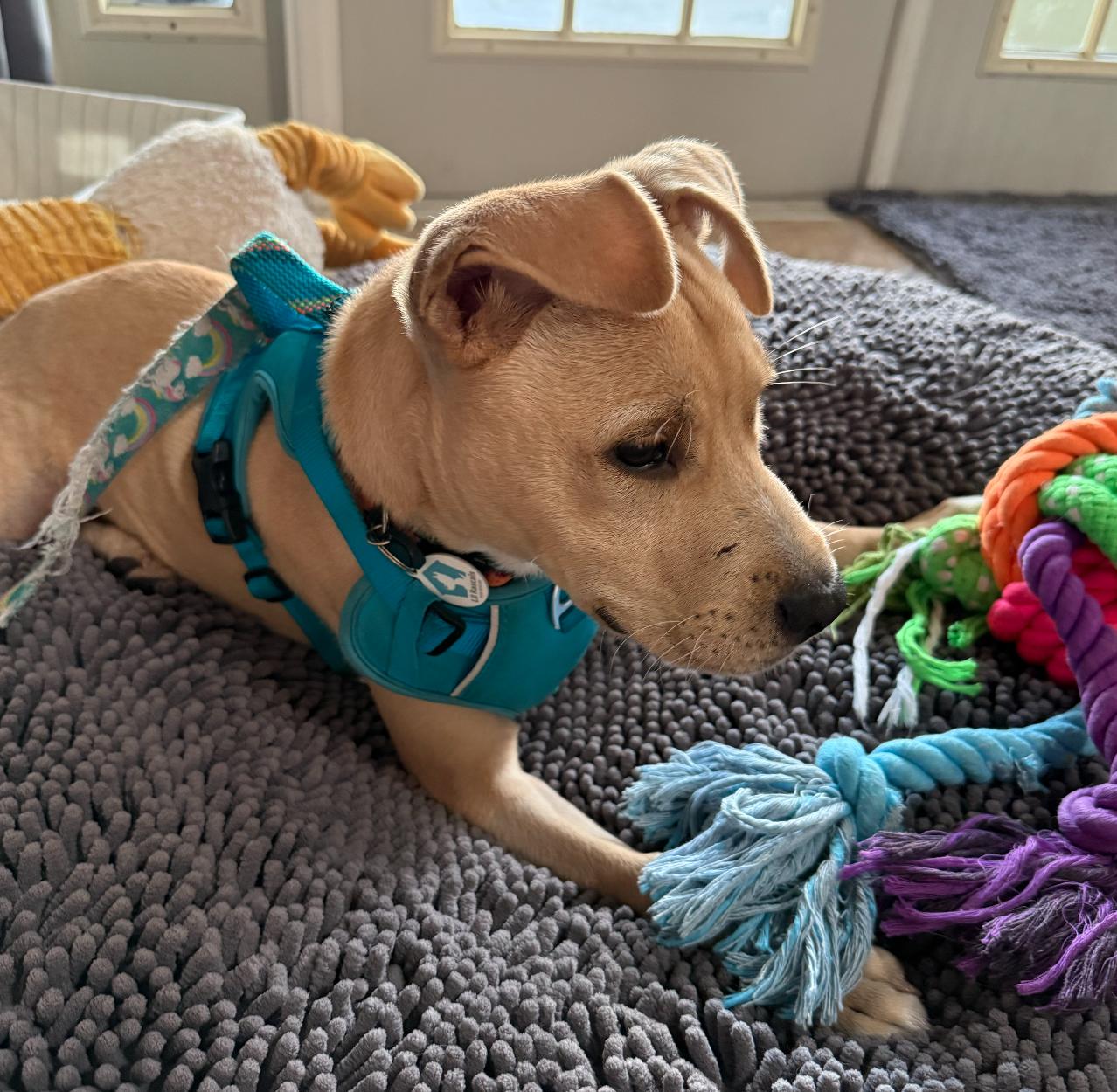 Duke, Adoptable, Puppy Male Labrador Retriever.