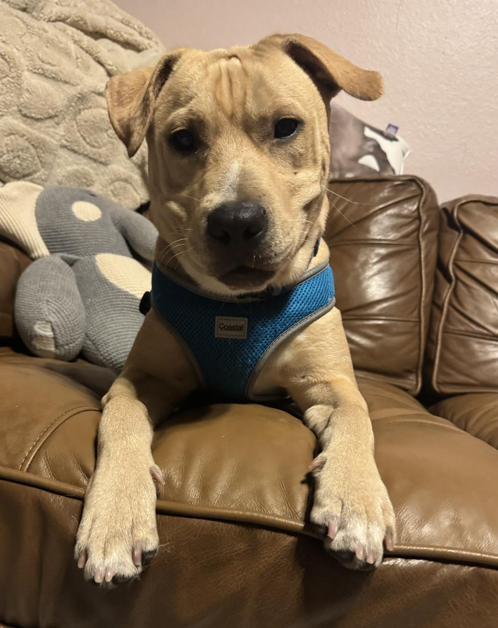 Duke, Adoptable, Puppy Male Labrador Retriever.
