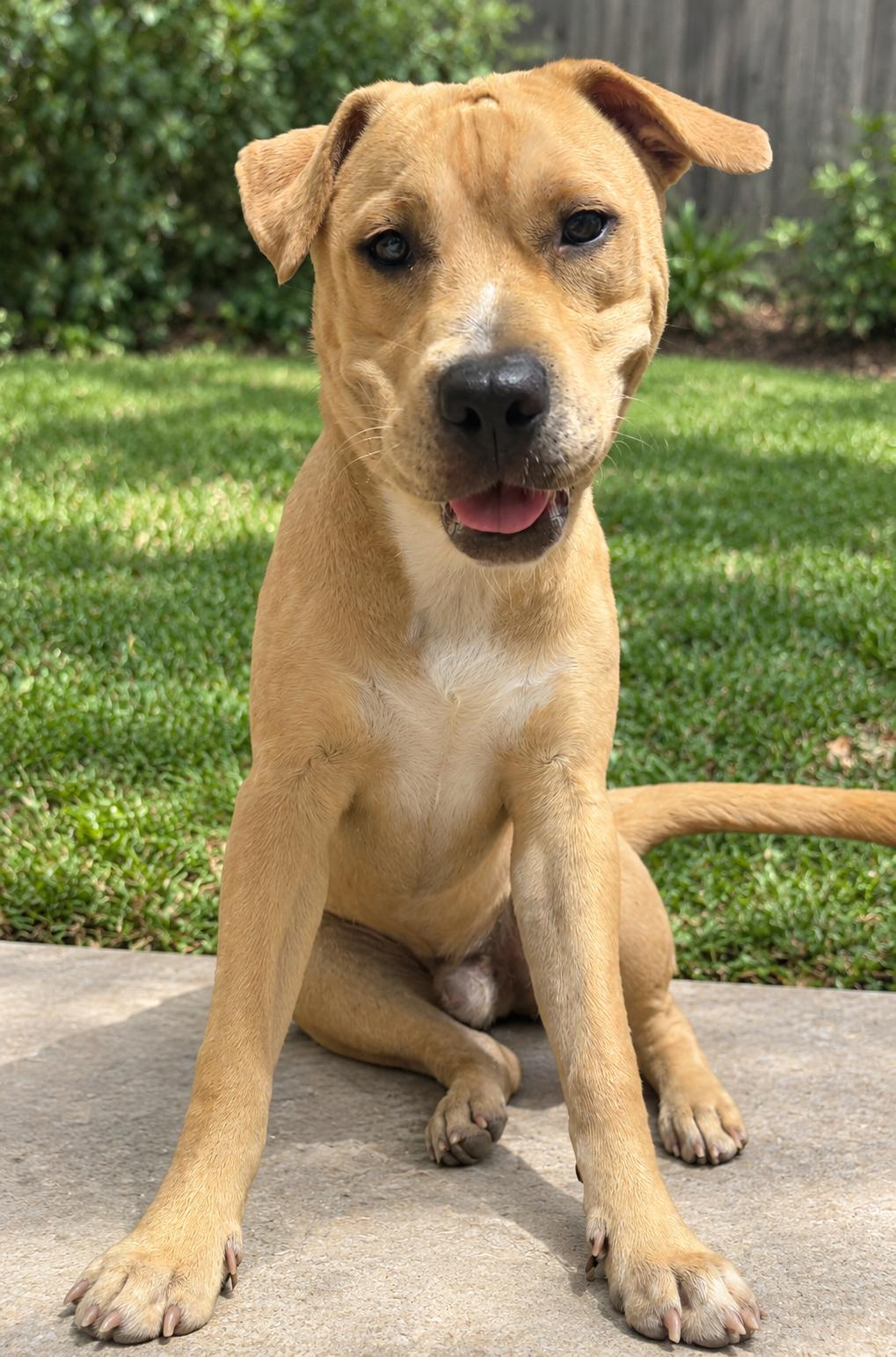 Enlarge Duke, a Adoptable Labrador Retriever in Osteen, FL image 2/3