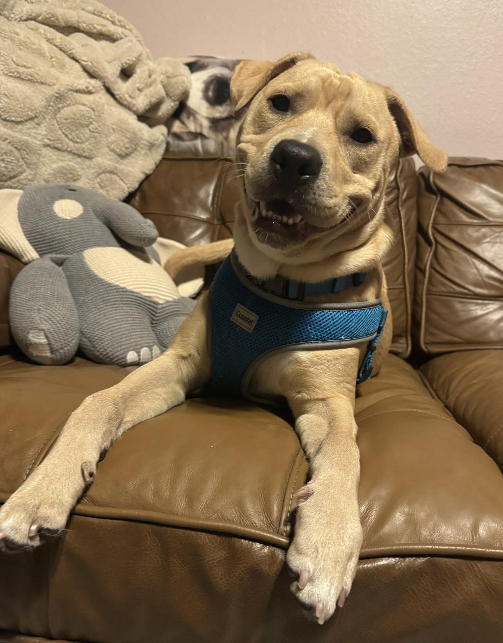 Enlarge Duke, a Adoptable Labrador Retriever in Osteen, FL image 2/3