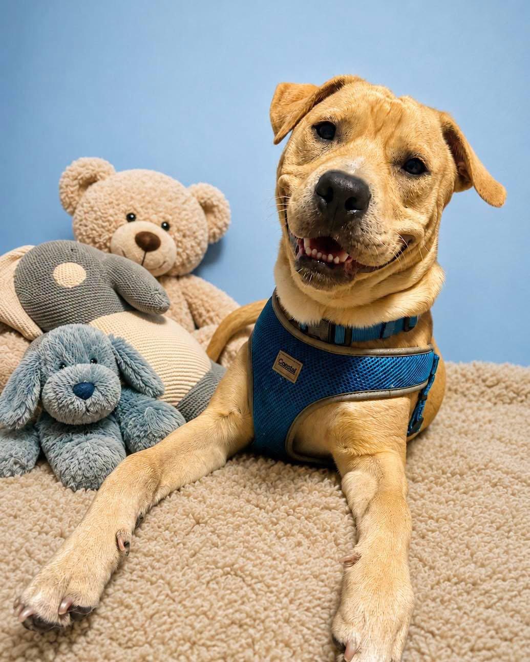 Enlarge Duke, a Adoptable Labrador Retriever in Osteen, FL image 3/3