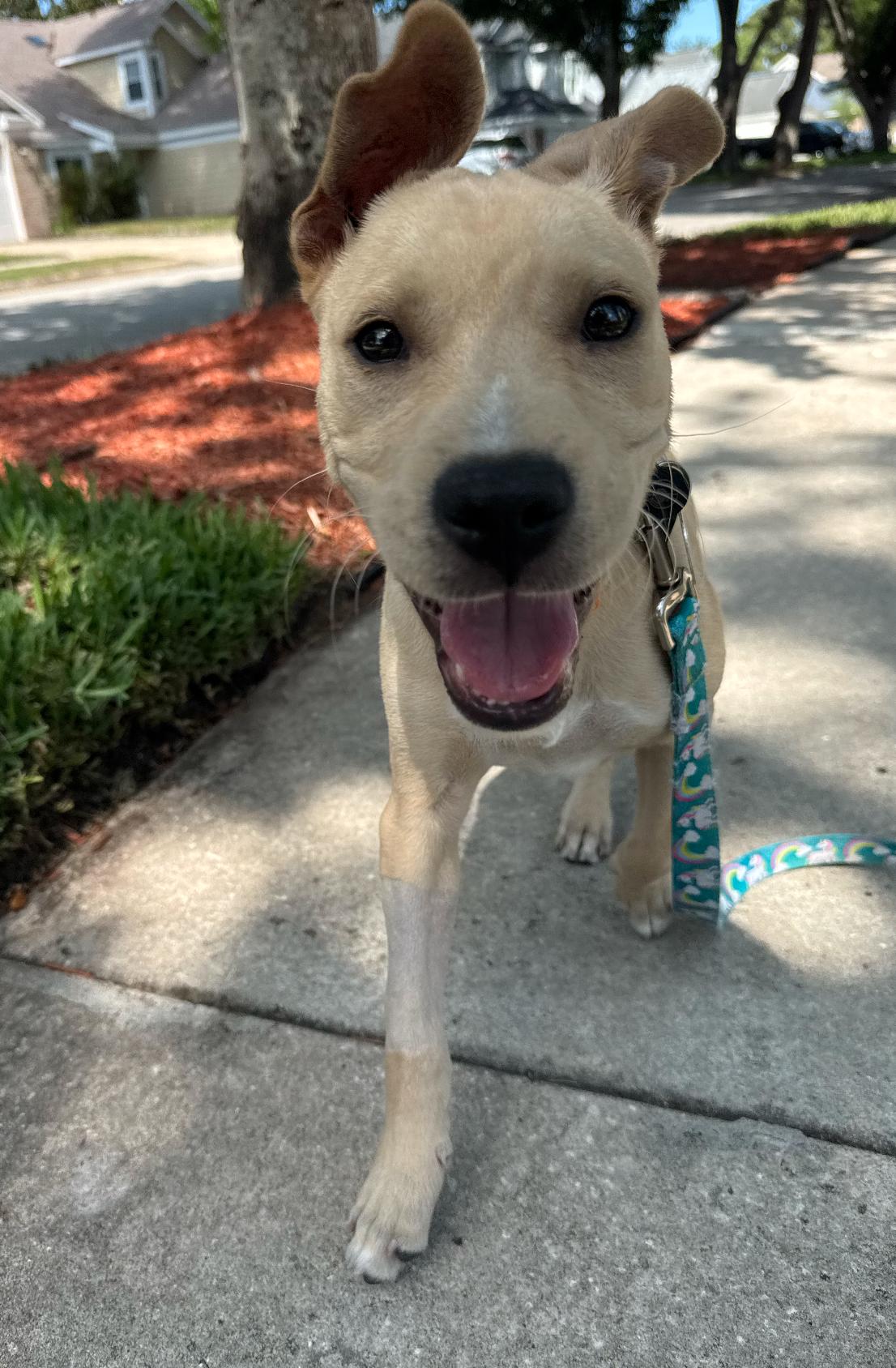 Duke, Adoptable, Puppy Male Labrador Retriever.