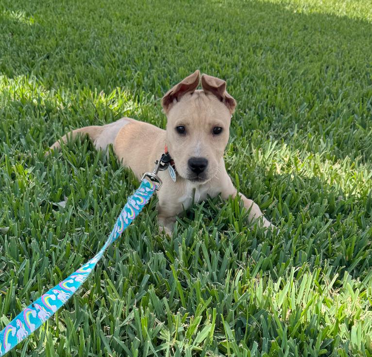 Duke, a Adoptable Labrador Retriever in Osteen, FL image 2/3
