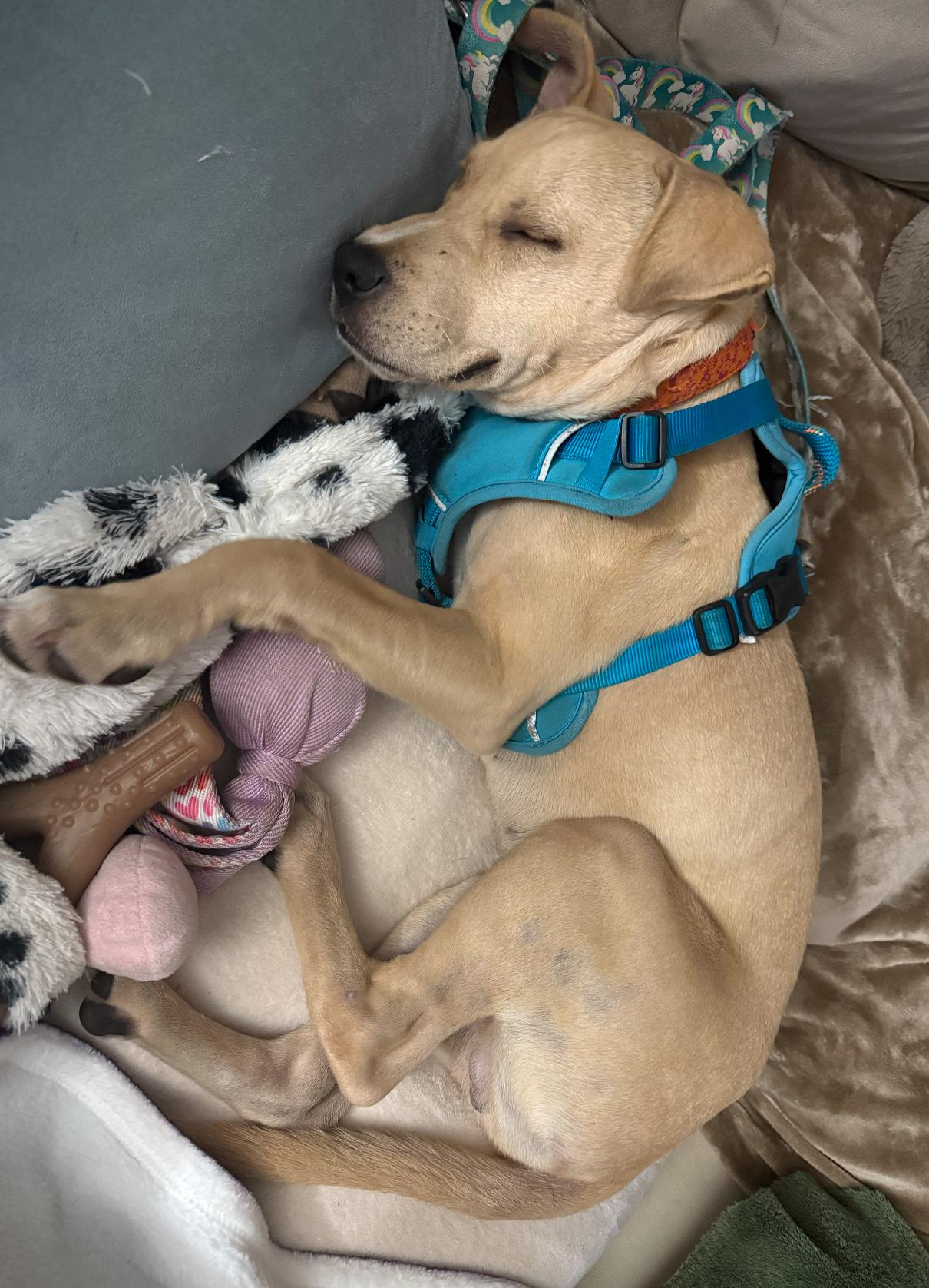 Enlarge Duke, a Adoptable Labrador Retriever in Osteen, FL image 2/3