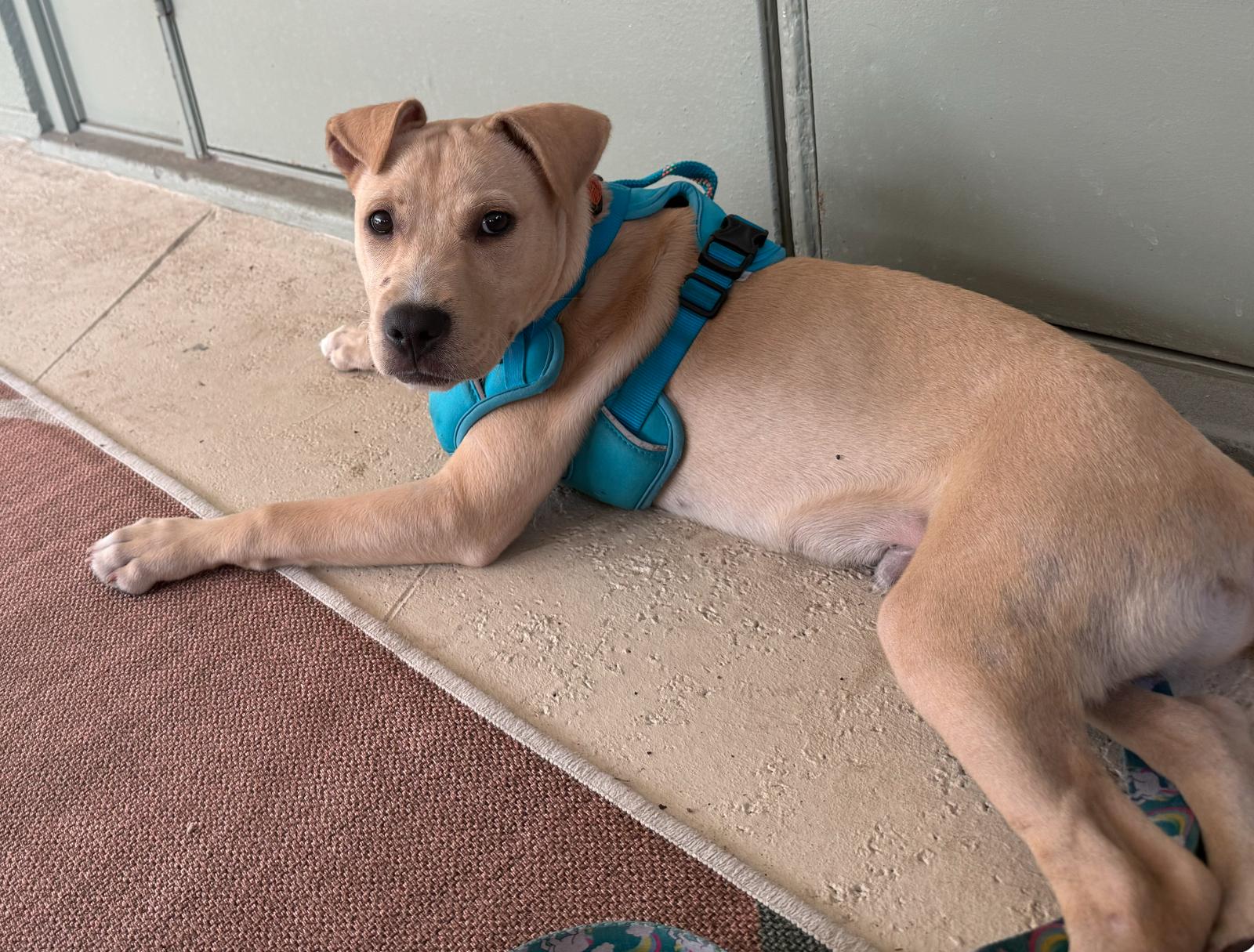 Enlarge Duke, a Adoptable Labrador Retriever in Osteen, FL image 3/3