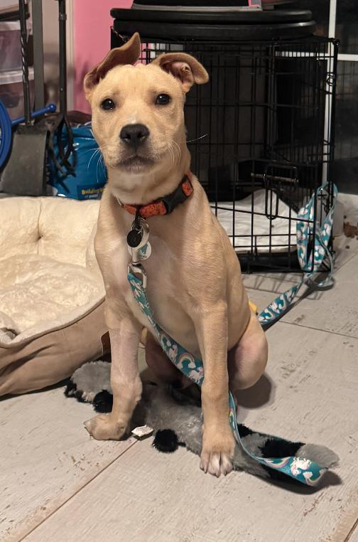 Duke, a Adoptable Labrador Retriever in Osteen, FL image 3/3