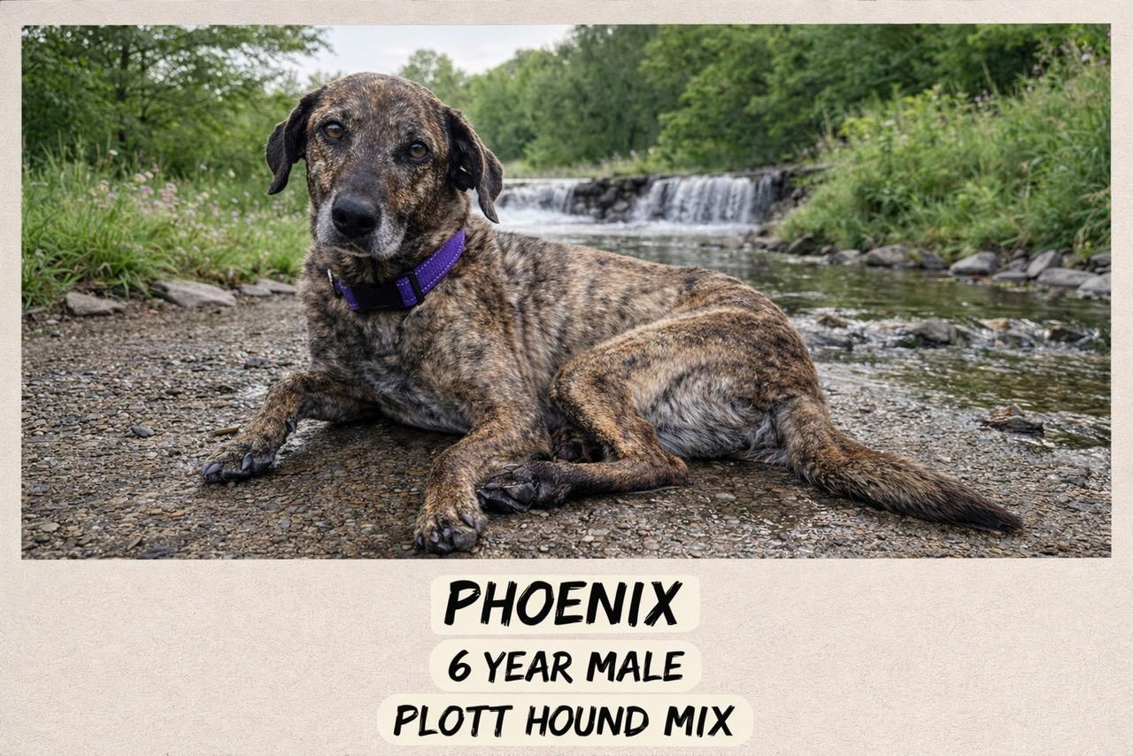 Enlarge PHOENIX  – 6  YEAR OLD MALE PLOTT HOUND MIX@PETCO, 5011 E. RAY ROAD, PHX 85044 ON SATURDAY, FEB 21ST, an adopted Plott Hound in Mesa, AZ image 1/2