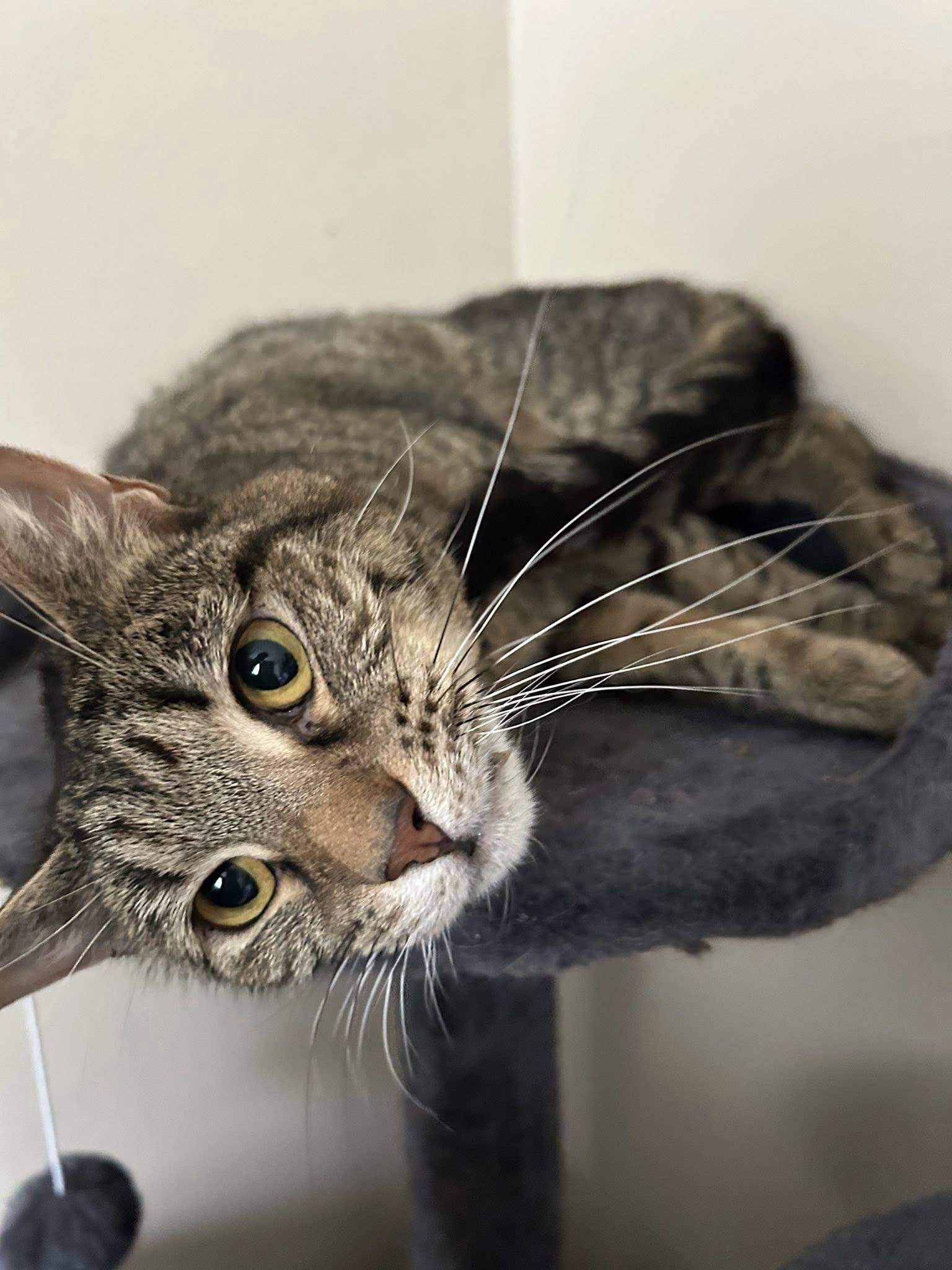 Mouse, a Adoptable Tabby in Clarksville, TN image 3/6