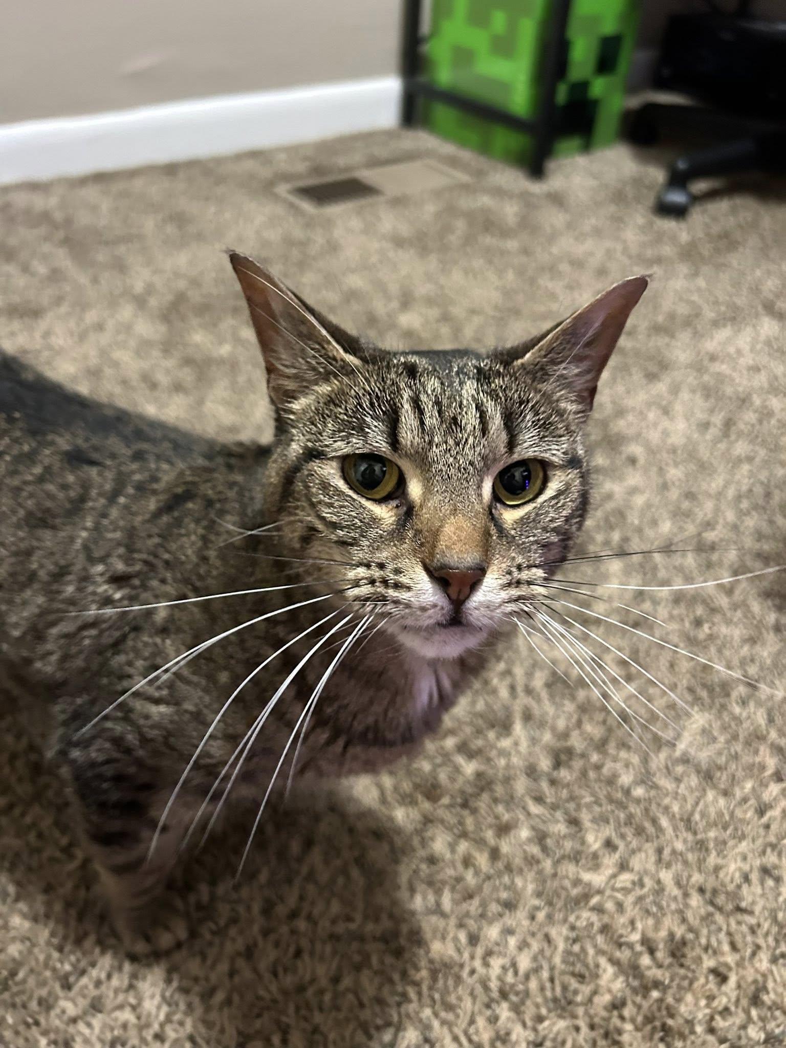 Mouse, a Adoptable Tabby in Clarksville, TN image 4/6