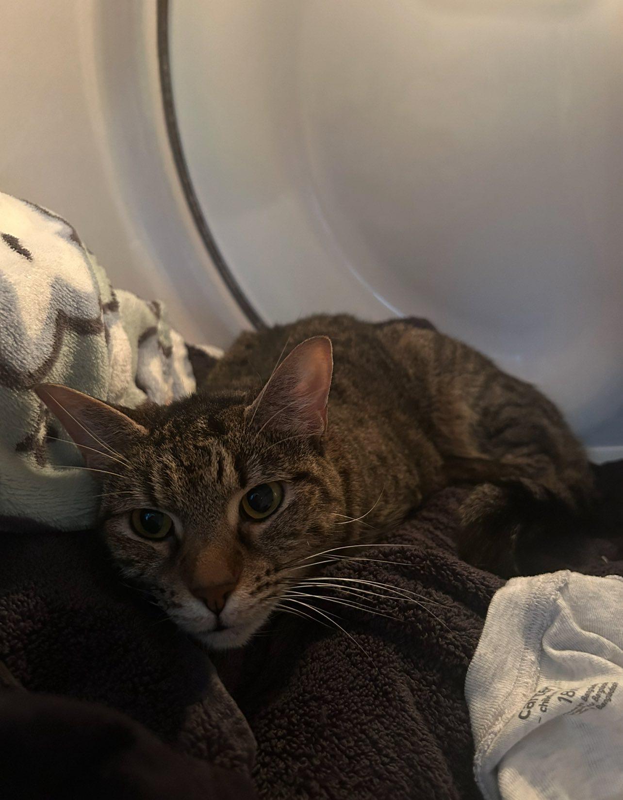 Mouse, a Adoptable Tabby in Clarksville, TN image 6/6