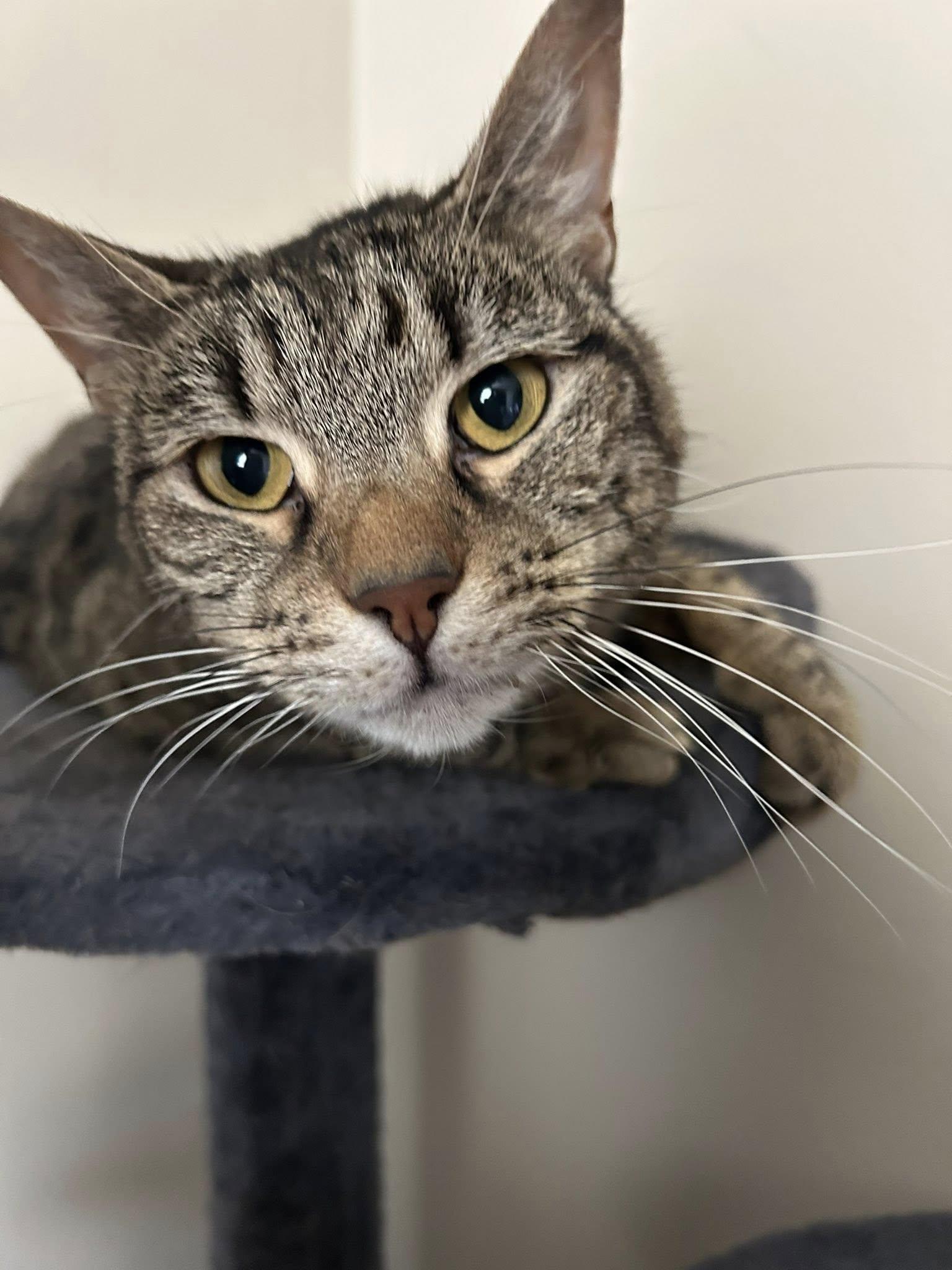 Mouse, a Adoptable Tabby in Clarksville, TN image 2/6