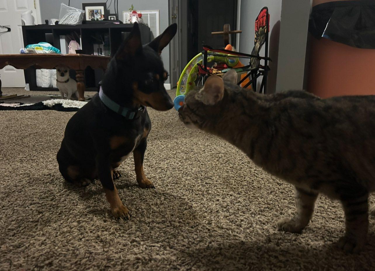 Mouse, a Adoptable Tabby in Clarksville, TN image 1/6