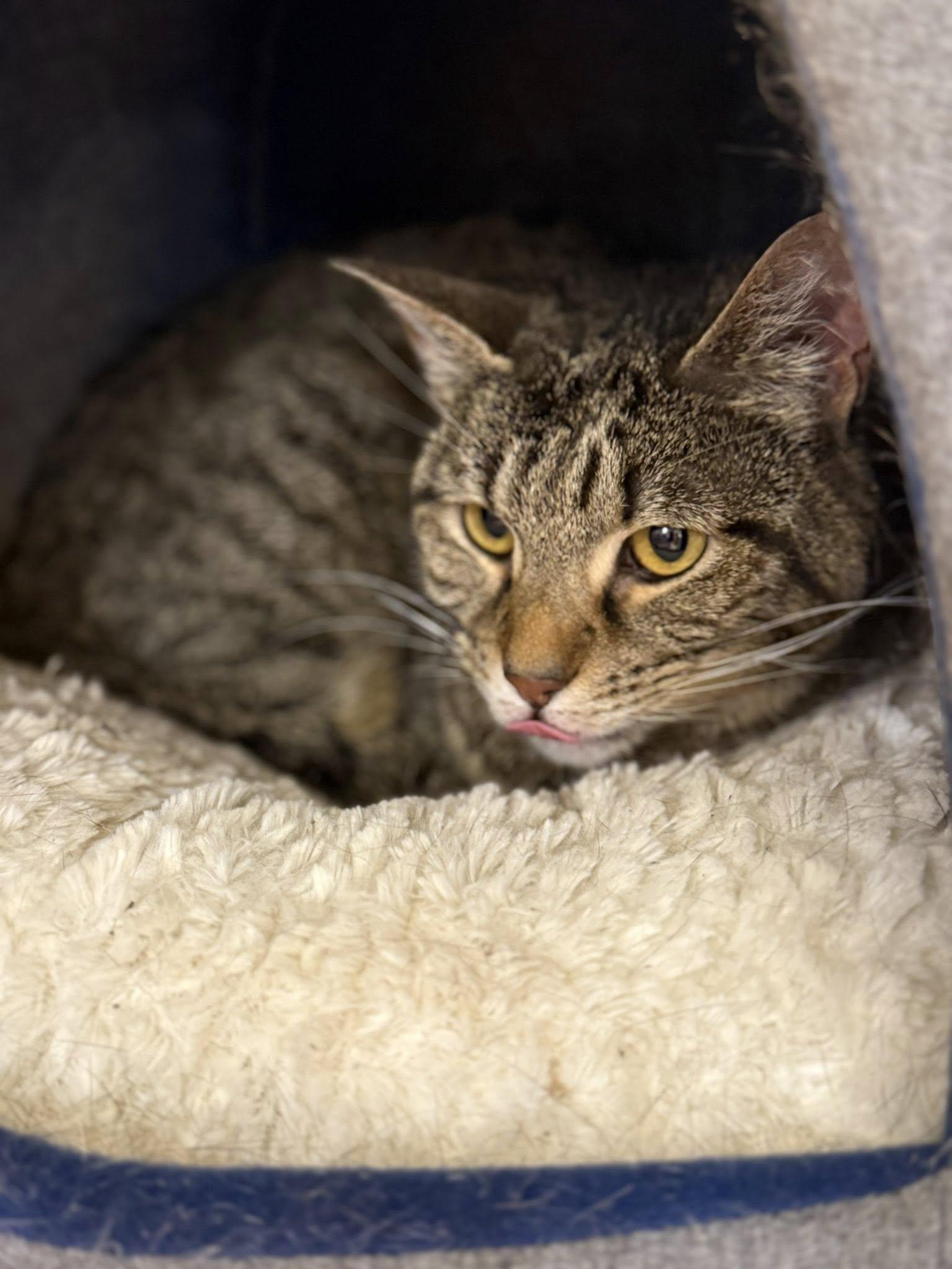 Mouse, a Adoptable Tabby in Clarksville, TN image 5/6