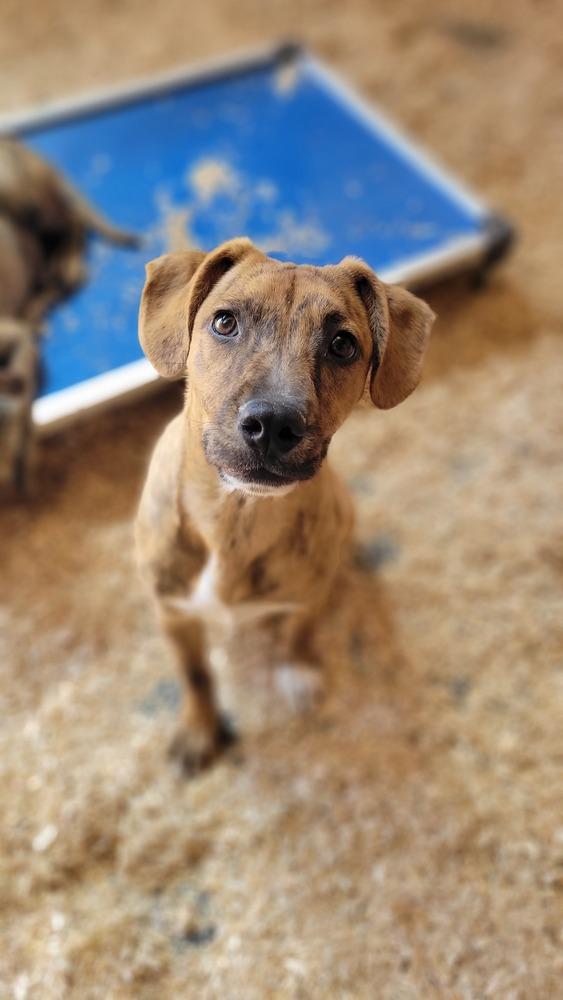 Enlarge Bo, a Adoptable mixed breed in Cortez, CO image 1/6