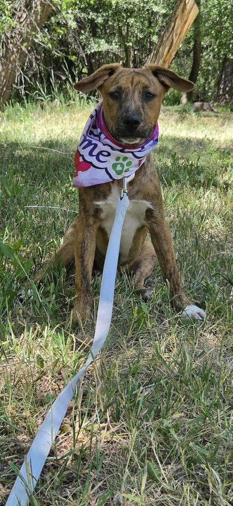 Bo, a Adoptable mixed breed in Cortez, CO image 2/6