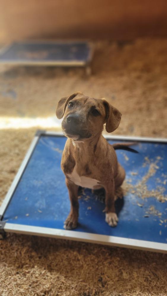 Enlarge Bo, a Adoptable mixed breed in Cortez, CO image 2/6