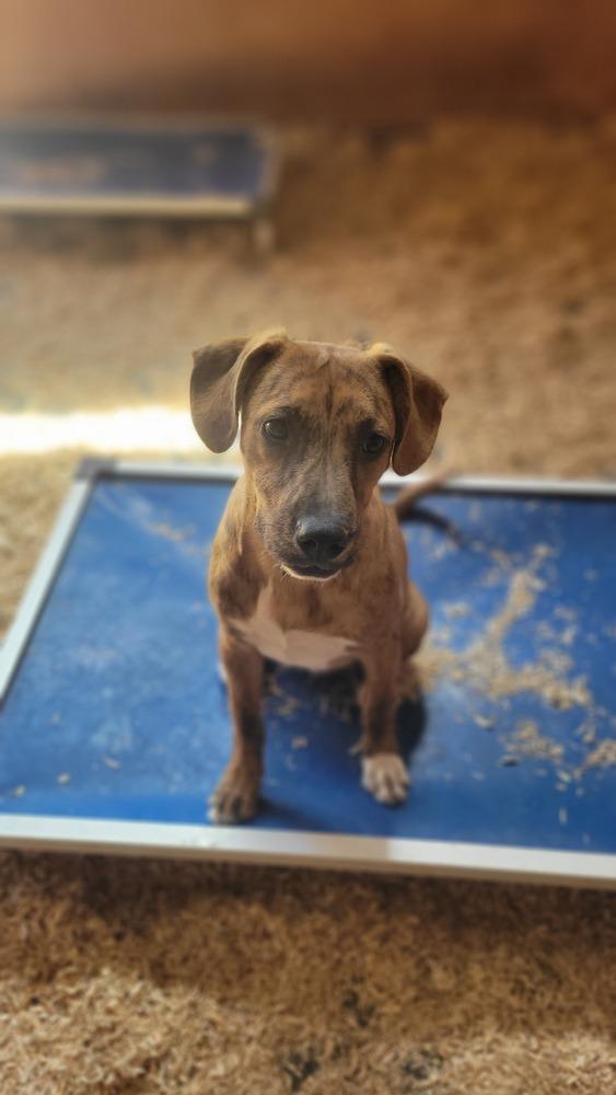 Enlarge Bo, a Adoptable mixed breed in Cortez, CO image 3/6