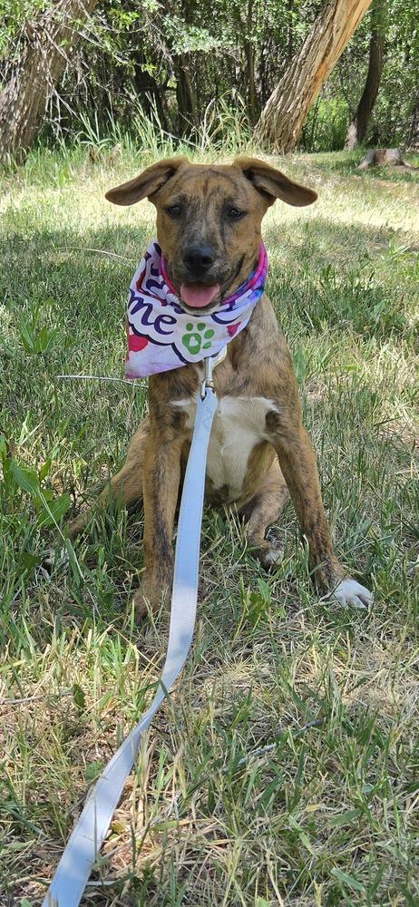 Bo, a Adoptable mixed breed in Cortez, CO image 5/6