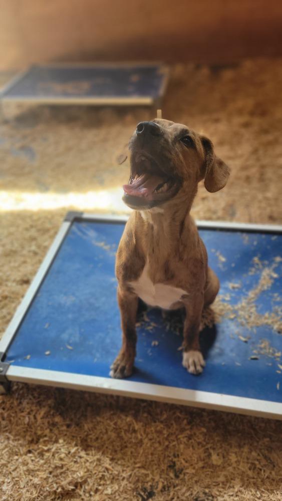 Enlarge Bo, a Adoptable mixed breed in Cortez, CO image 5/6