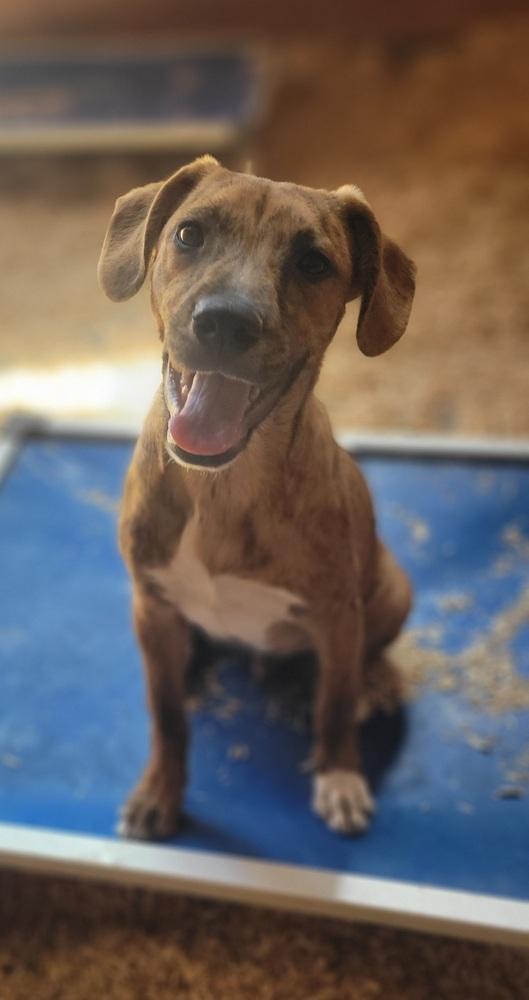 Enlarge Bo, a Adoptable mixed breed in Cortez, CO image 6/6