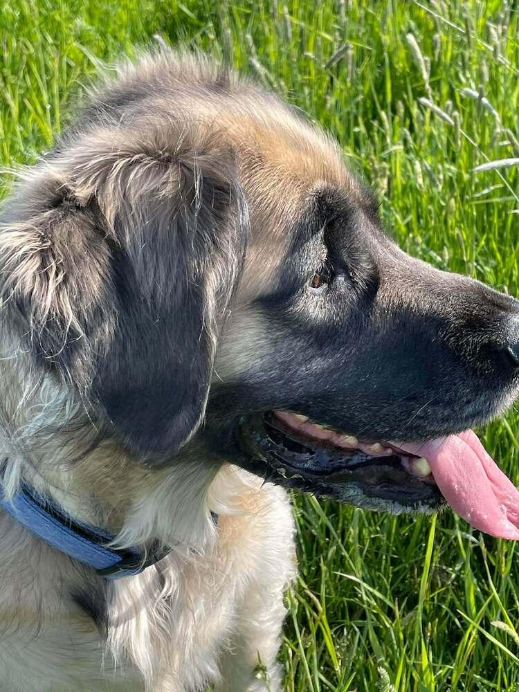 Enlarge Nala, a Adoptable mixed breed in Groveland, MA image 2/4