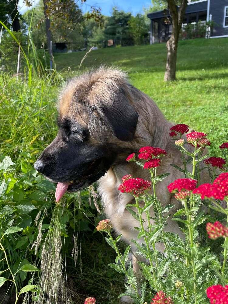 Enlarge Nala, a Adoptable mixed breed in Groveland, MA image 3/4