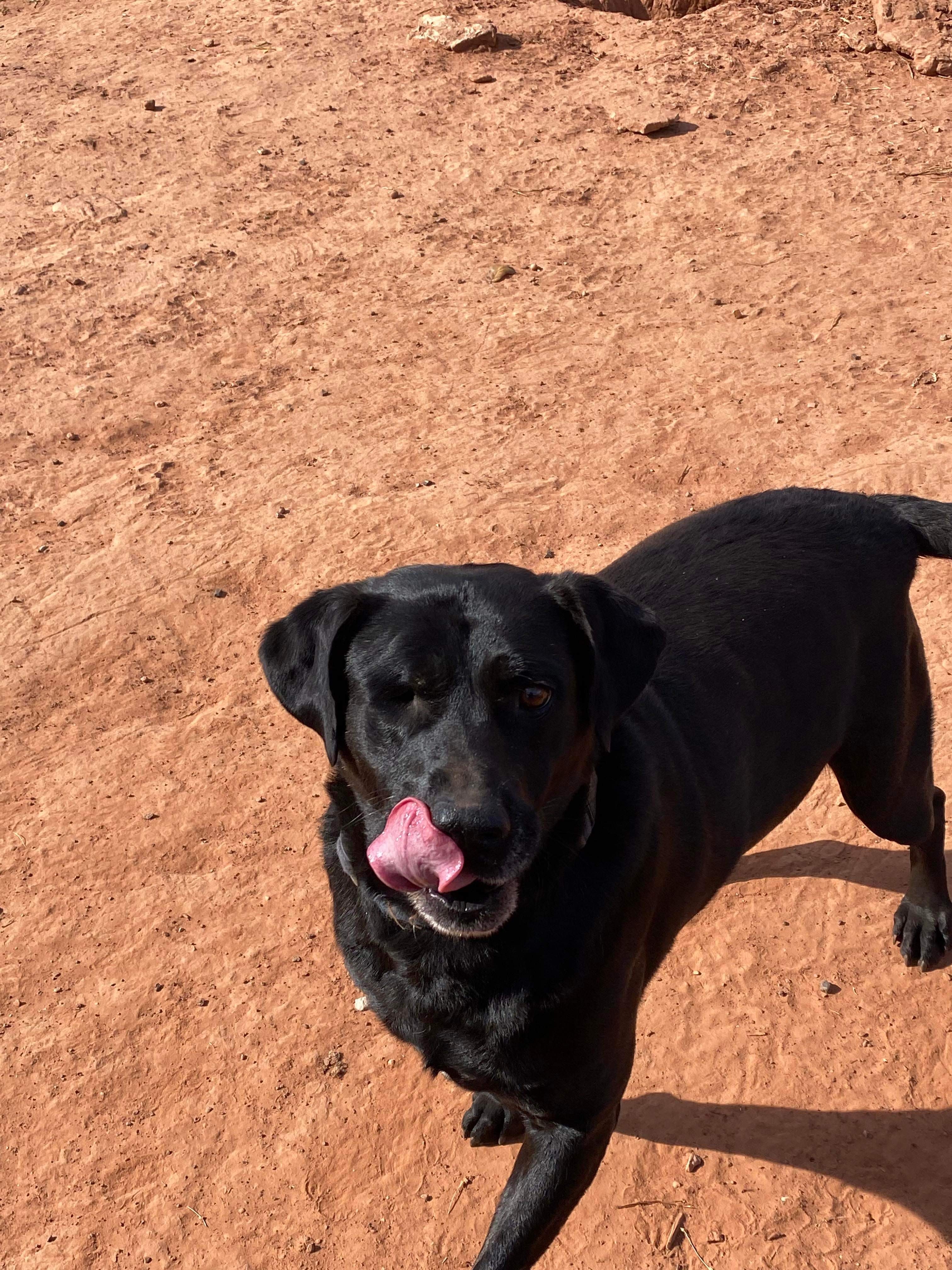 Sarge, Adoptable, Senior Male Flat-Coated Retriever.