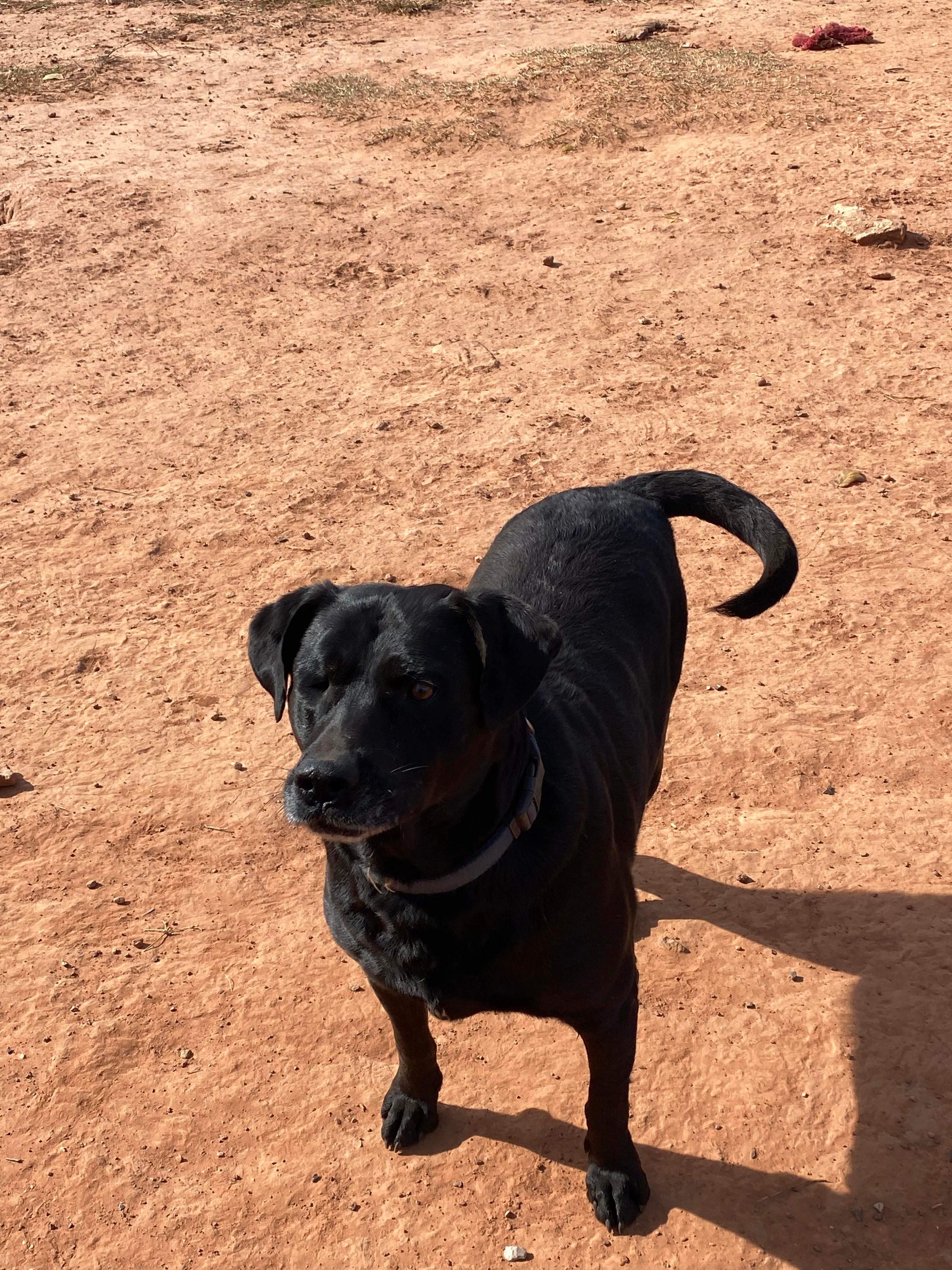Enlarge Sarge, a Adoptable mixed breed in Yukon, OK image 2/8
