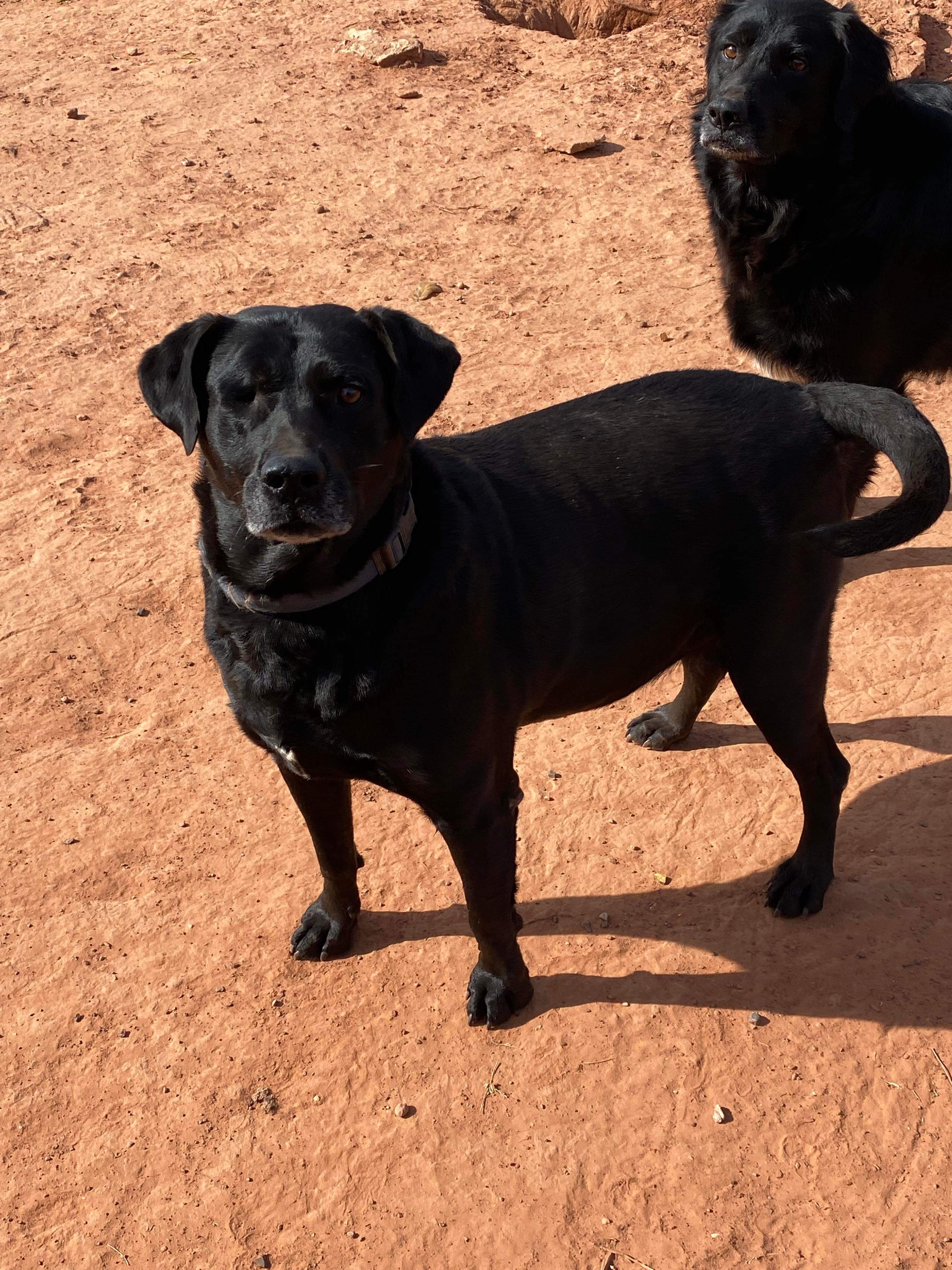 Enlarge Sarge, a Adoptable mixed breed in Yukon, OK image 3/8