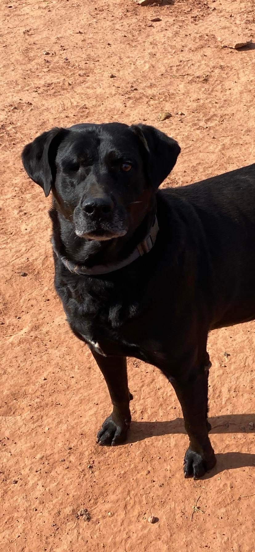 Enlarge Sarge, a Adoptable mixed breed in Yukon, OK image 4/8