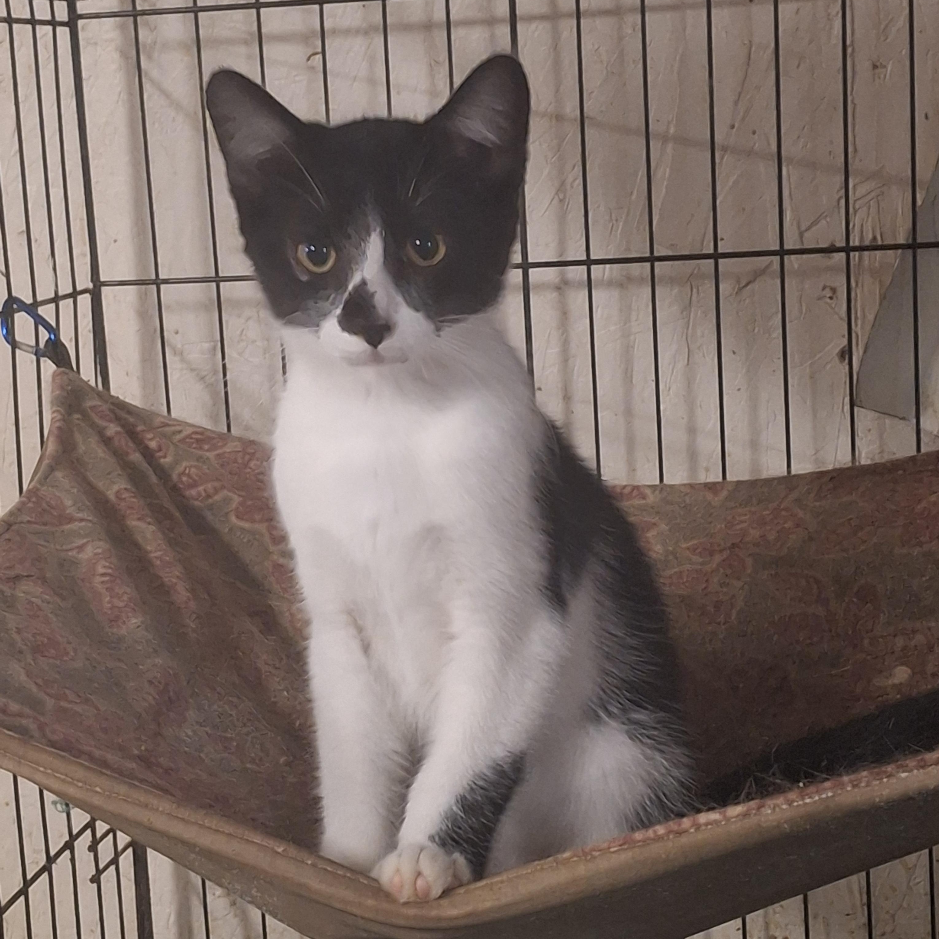 Charleston, Adoptable, Kitten Male Domestic Short Hair.