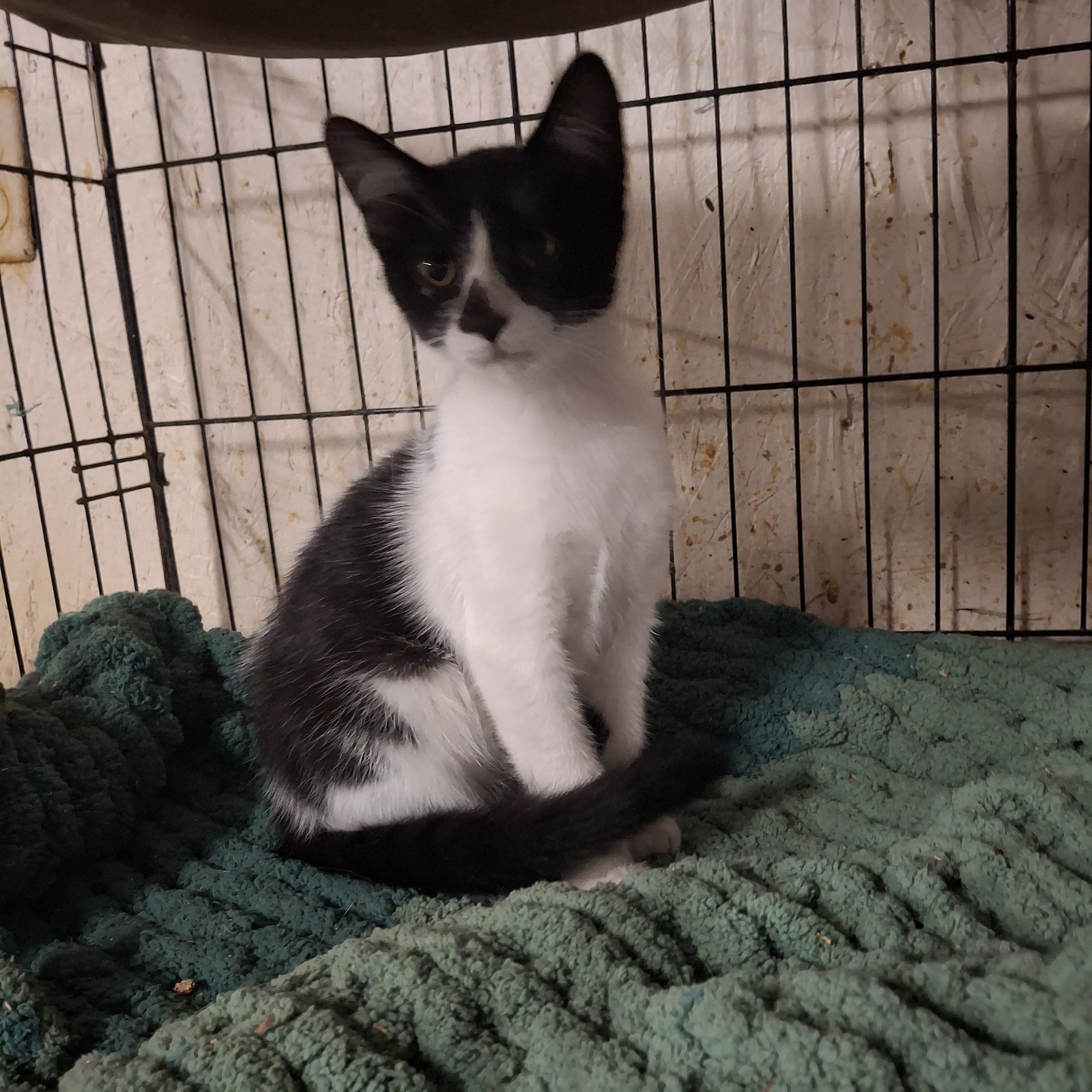 Enlarge Charleston, a Adoptable mixed breed in Eaton Rapids, MI image 2/2