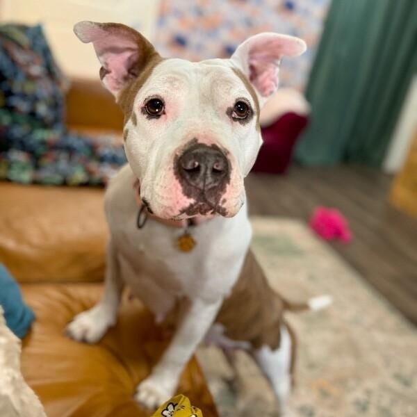 Muffin Floppy Eared Love Bug