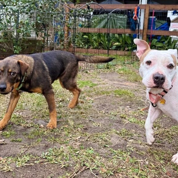 Muffin Floppy Eared Love Bug — thumbnail 4