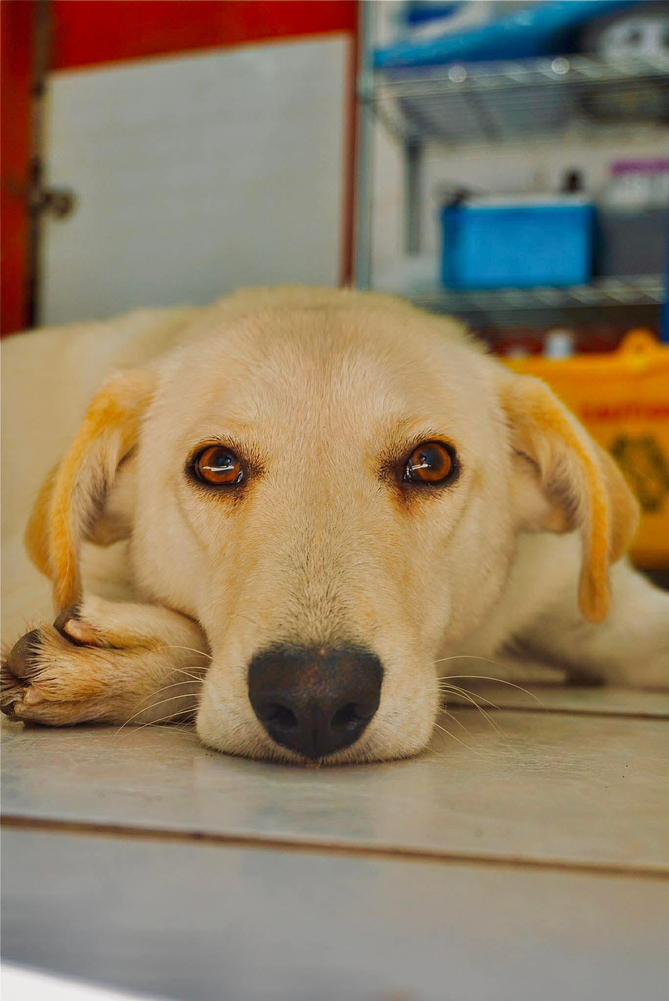 Dory, Adoptable, Young Female Labrador Retriever.