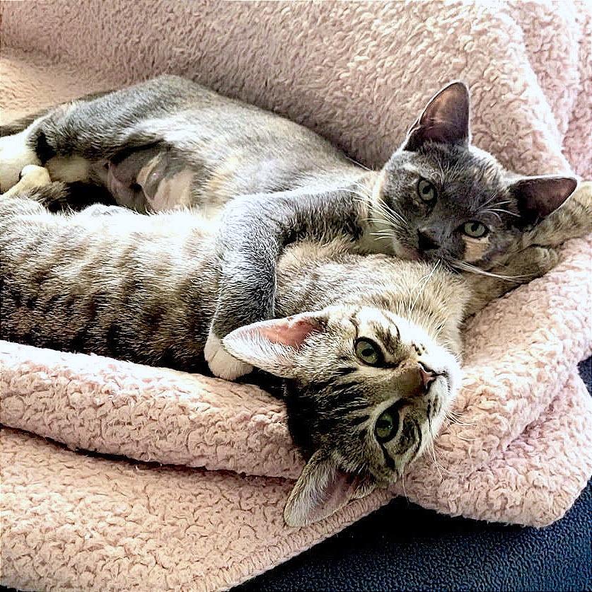 Lucy, Adoptable, Kitten Female Domestic Short Hair.