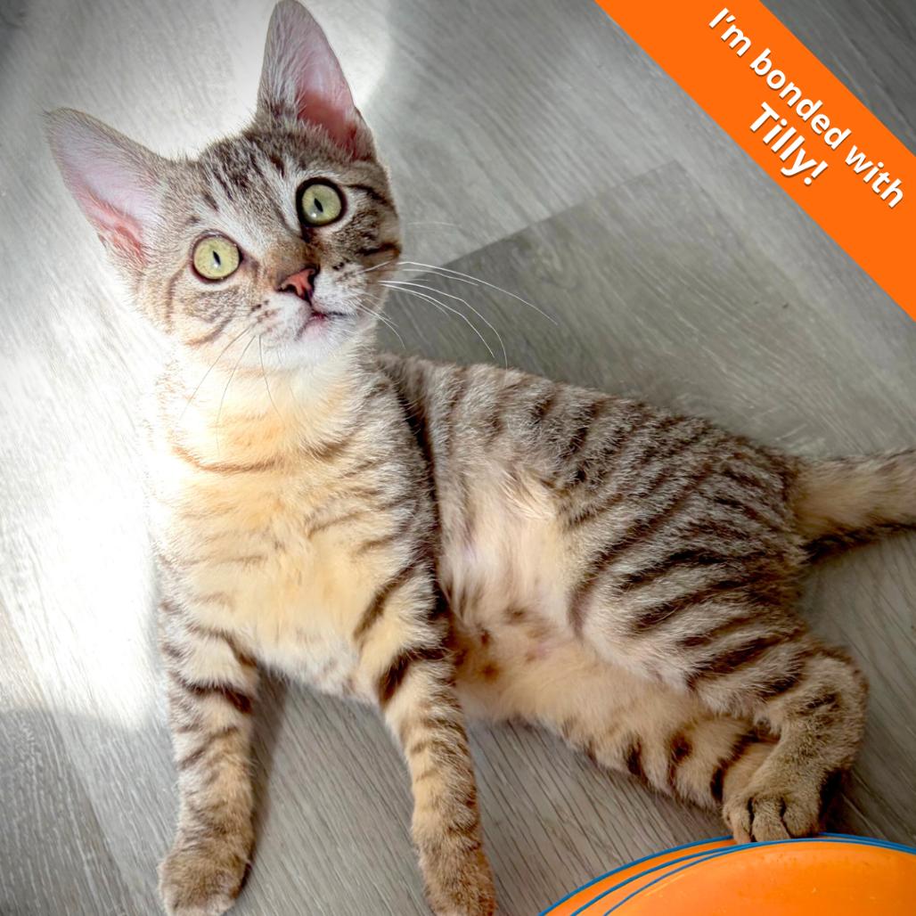 Enlarge Lucy, a Adoptable Domestic Short Hair in Pleasant Hill, CA image 2/6