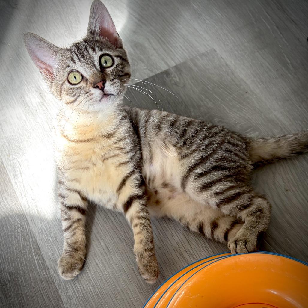 Enlarge Lucy, a Adoptable Domestic Short Hair in Pleasant Hill, CA image 3/6